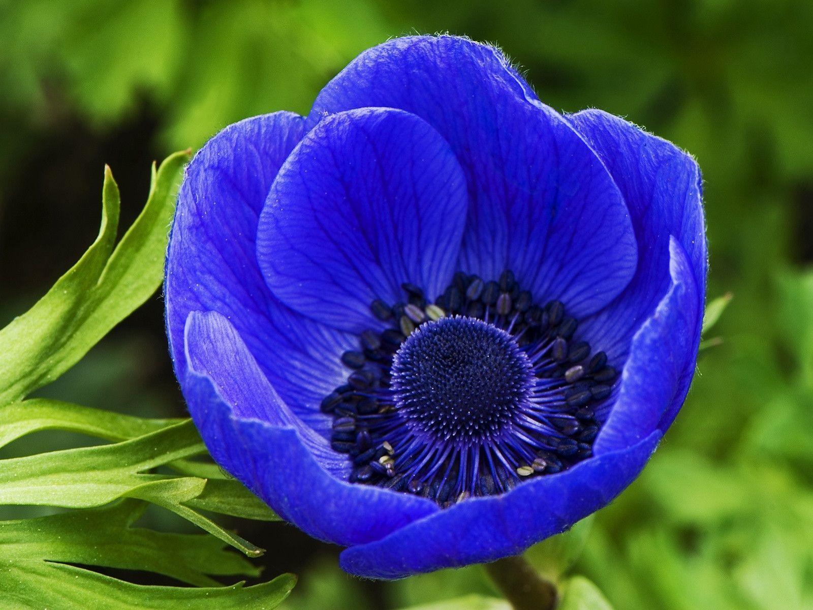 Blue flower wallpaper download free blue flower blue flower HD