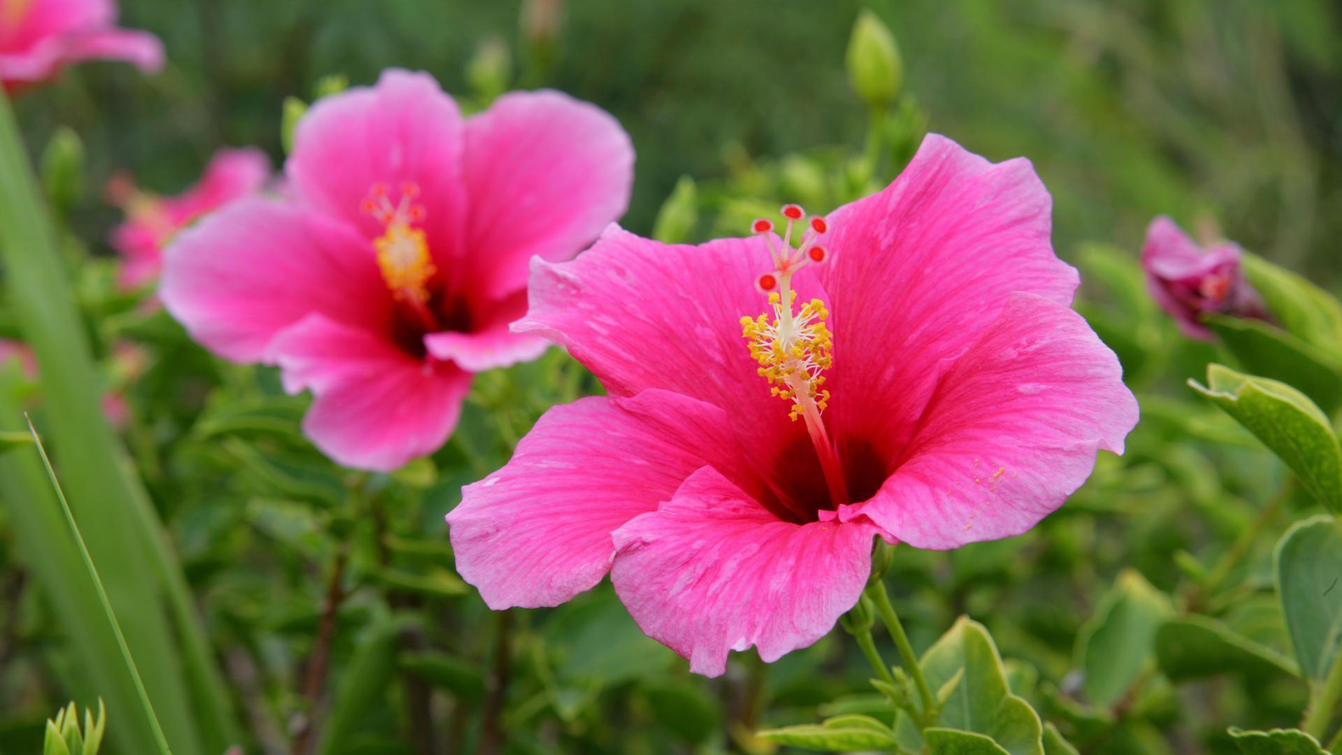 3000 Free Hibiscus Flower  Hibiscus Images  Pixabay