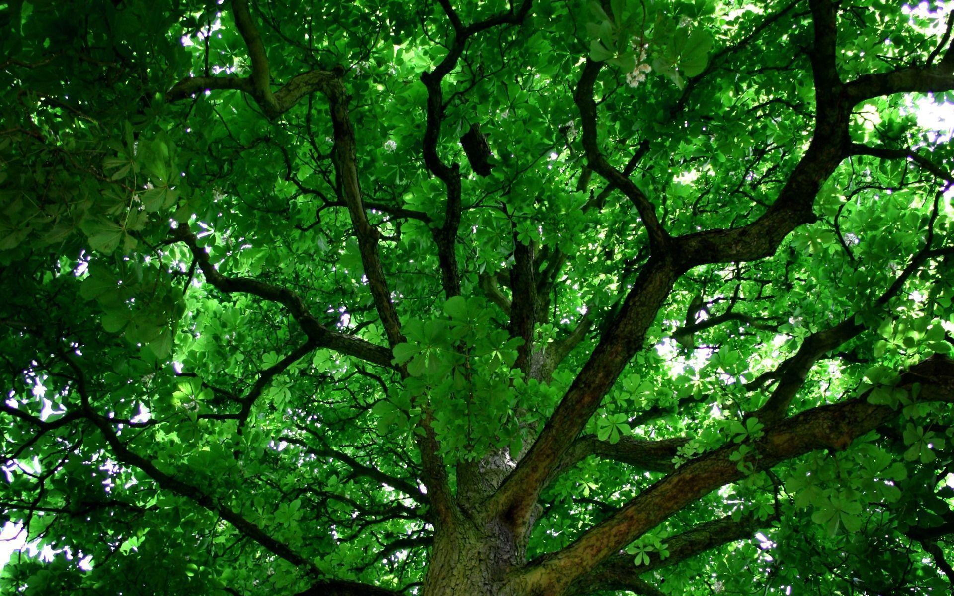 tree desktop background