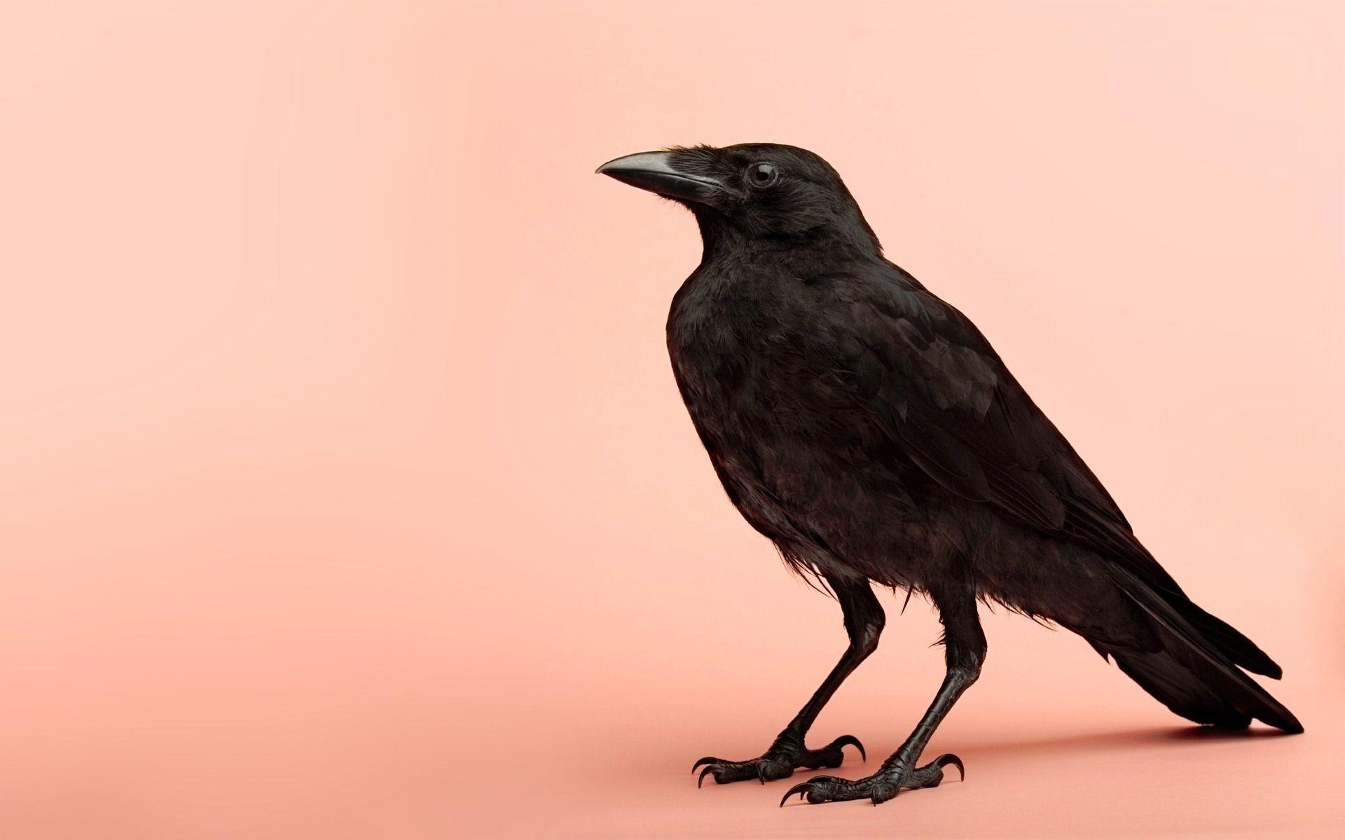 Animals For > Raven Wallpaper
