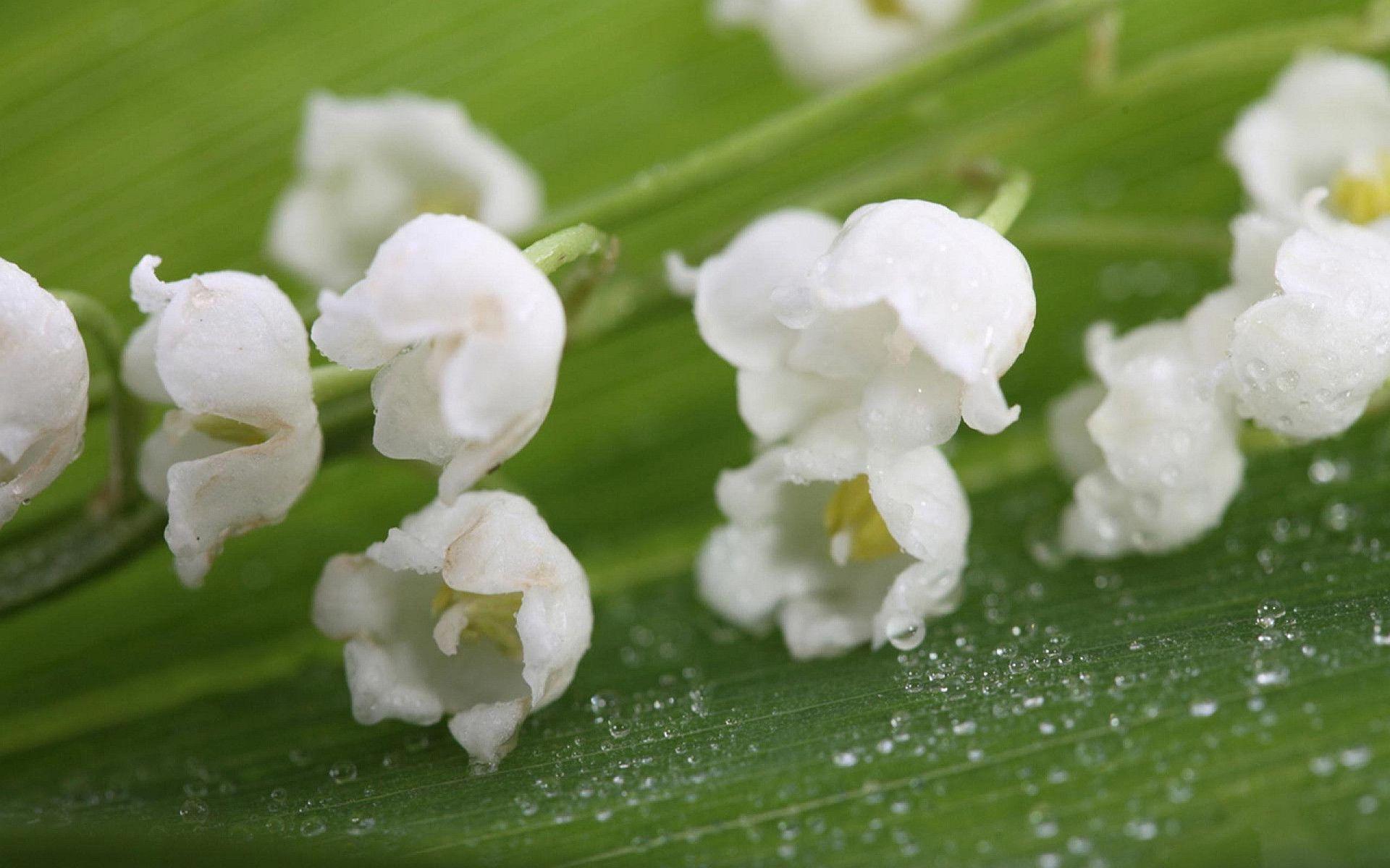 image Of Lily Of The Valley Flowers Wallpaper