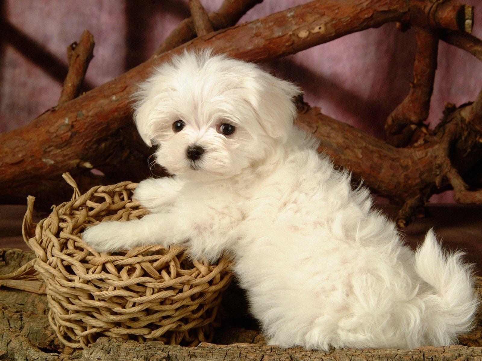 White Puppy HD Wallpaper