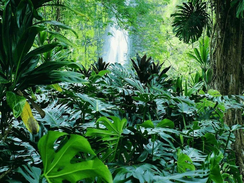 Tropical Forest Wallpaper. Green HD Wallpaper