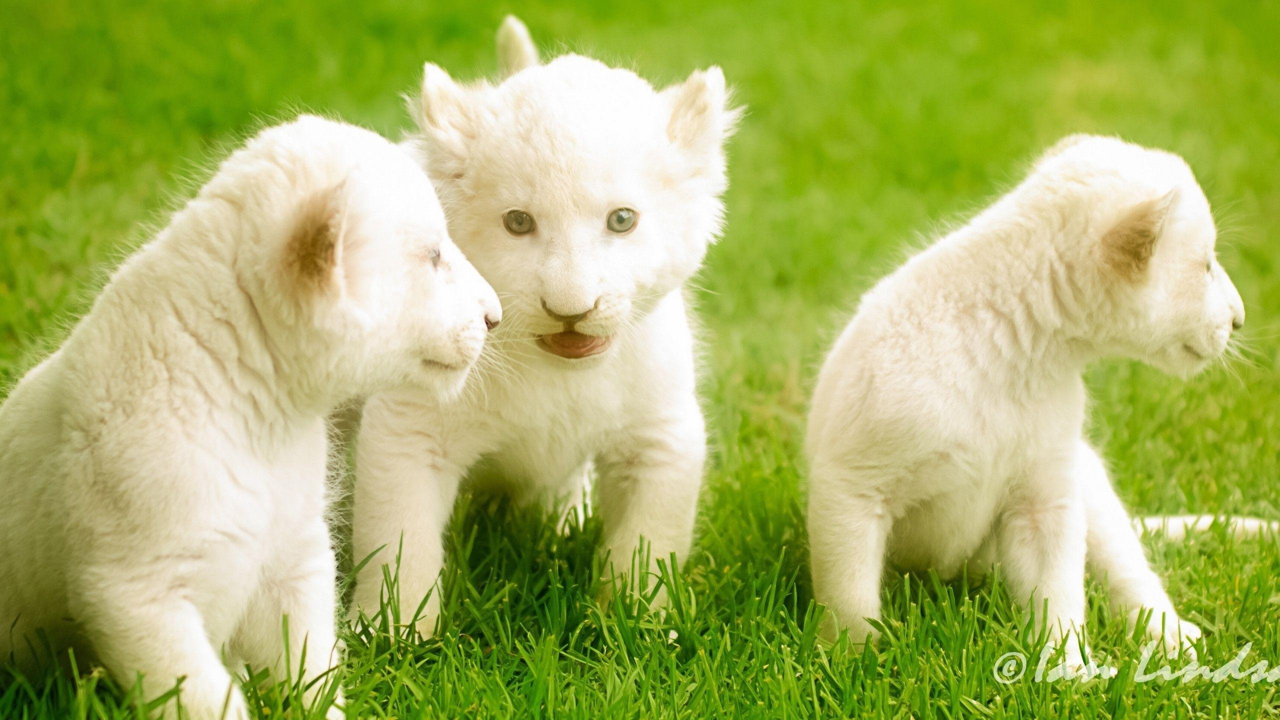 White Lion Cubs Wallpaper