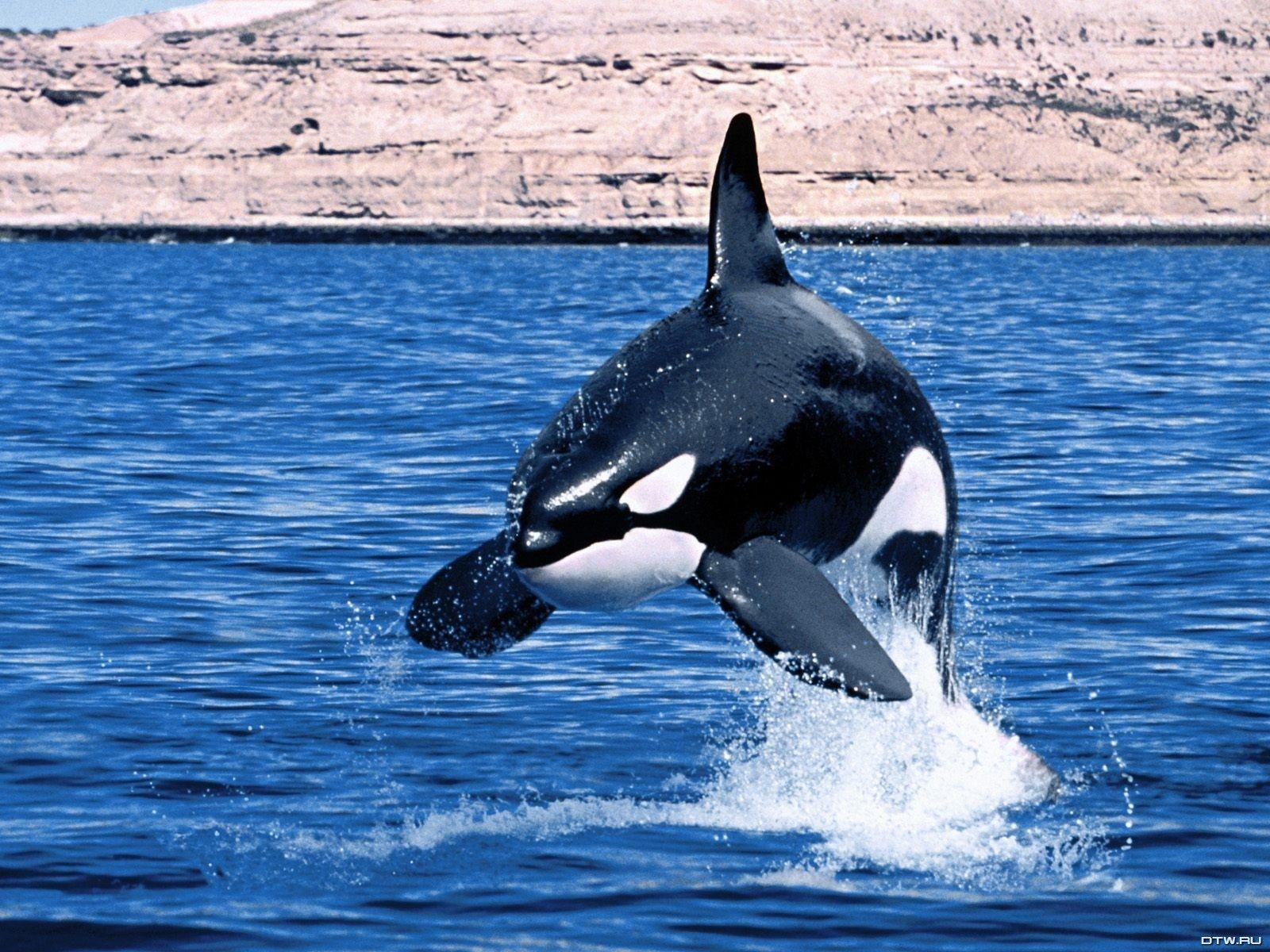 Killer whale wallpapers