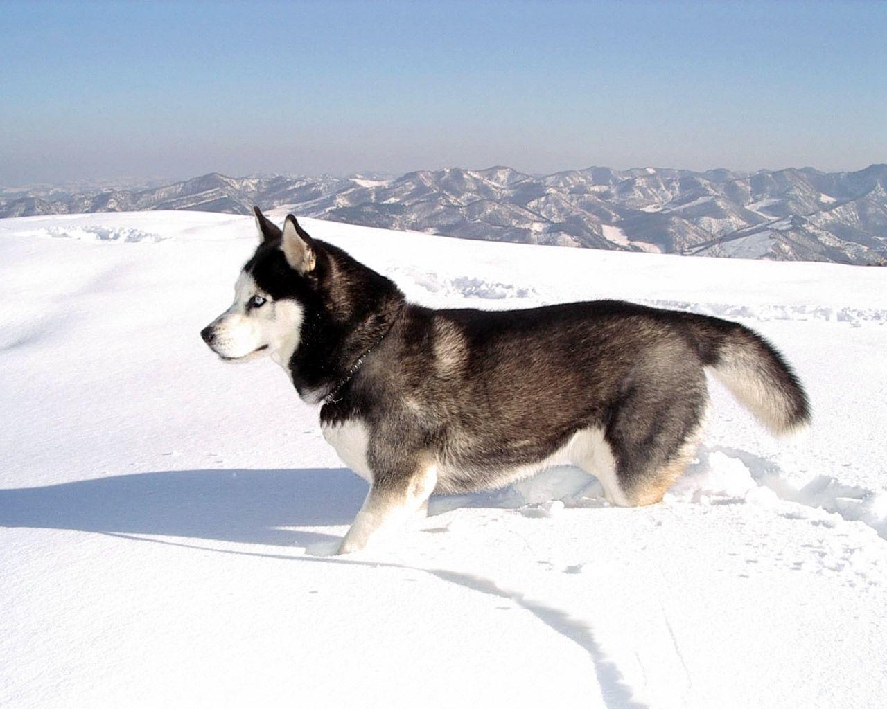 Wallpapers For > Siberian Husky Wallpapers Hd