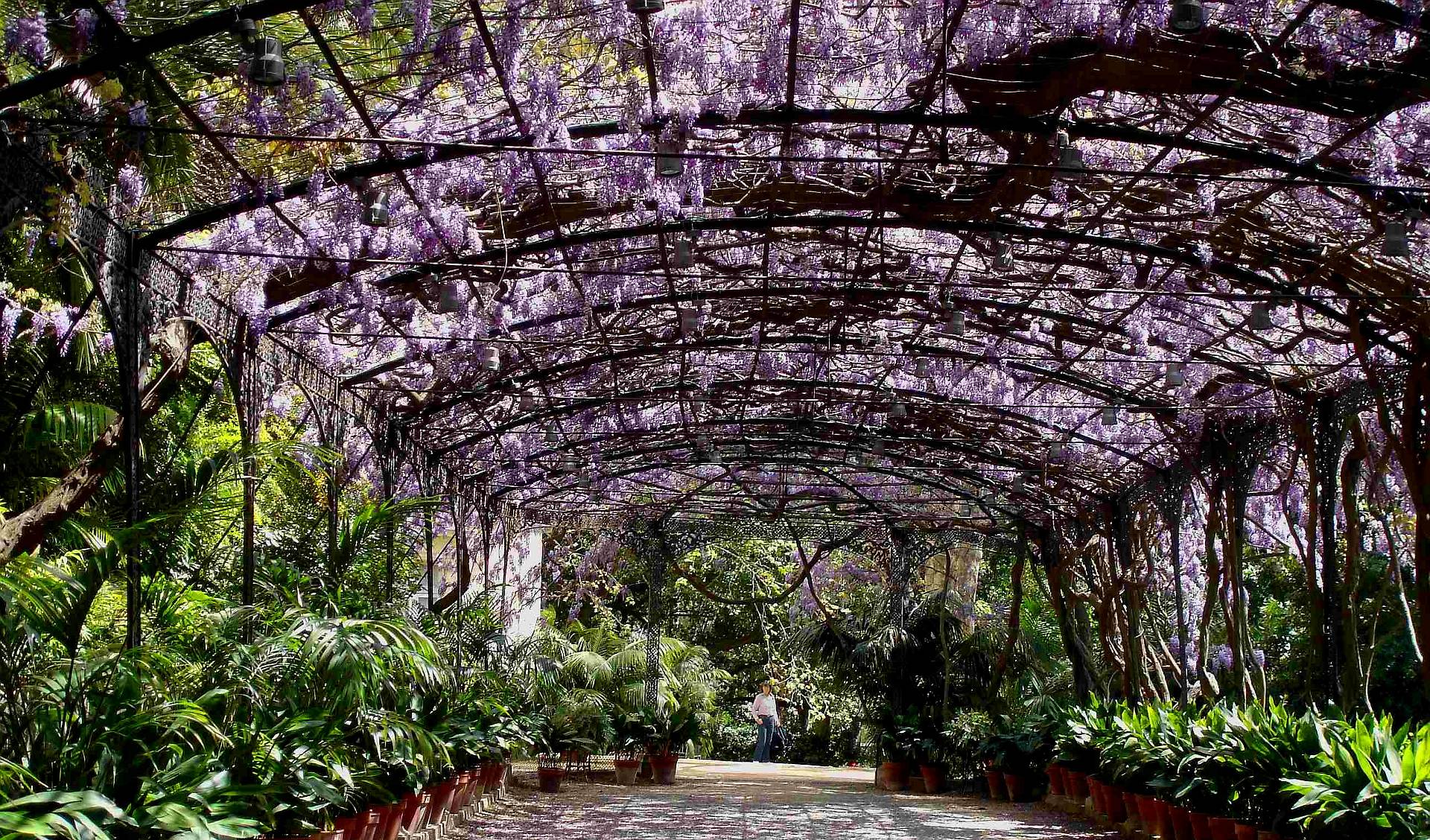 HD Wisteria At La Concepcion Gardens, Malaga, Spain Wallpaper