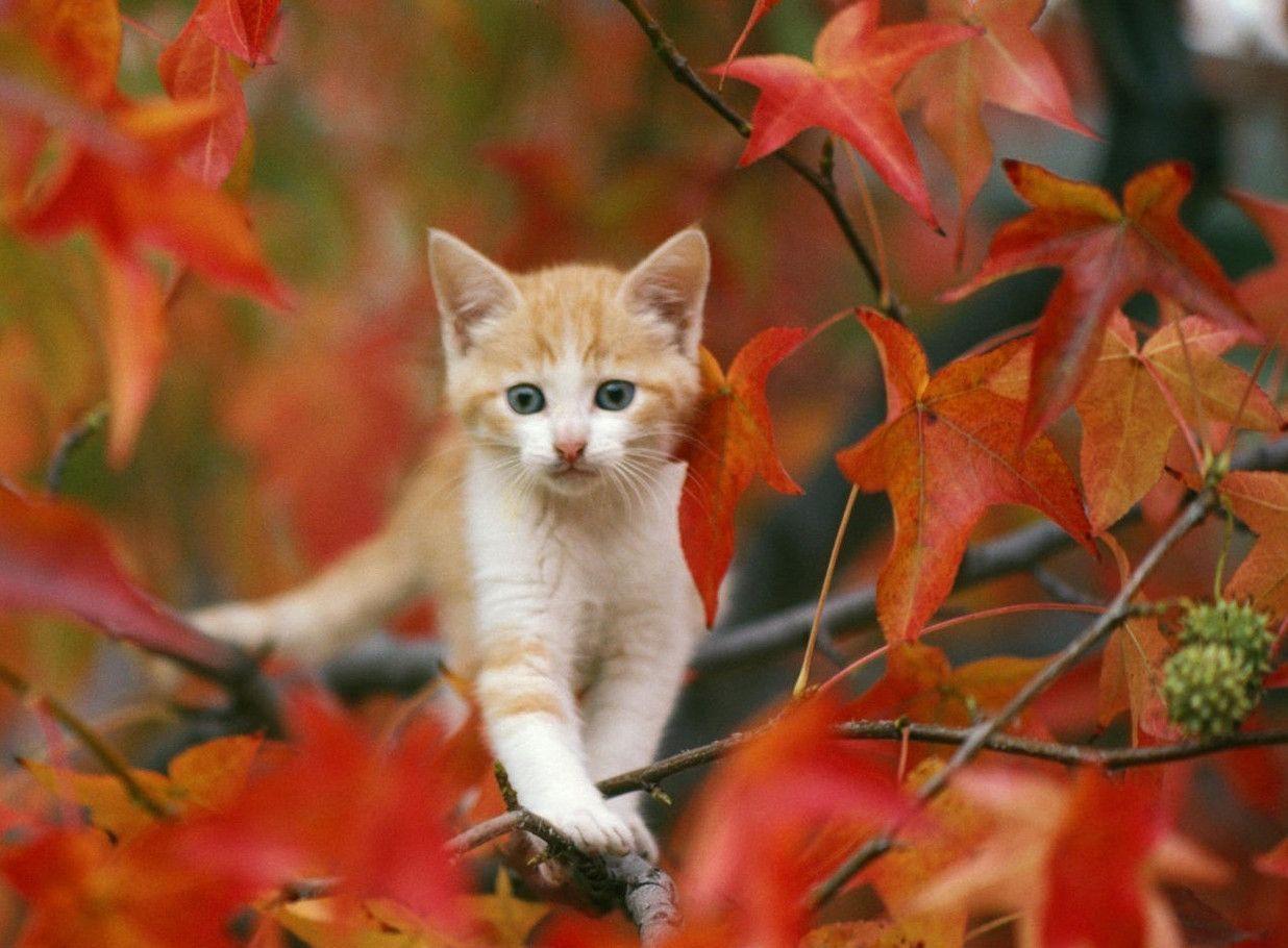 Pretty Fall Backgrounds Wallpaper Cave