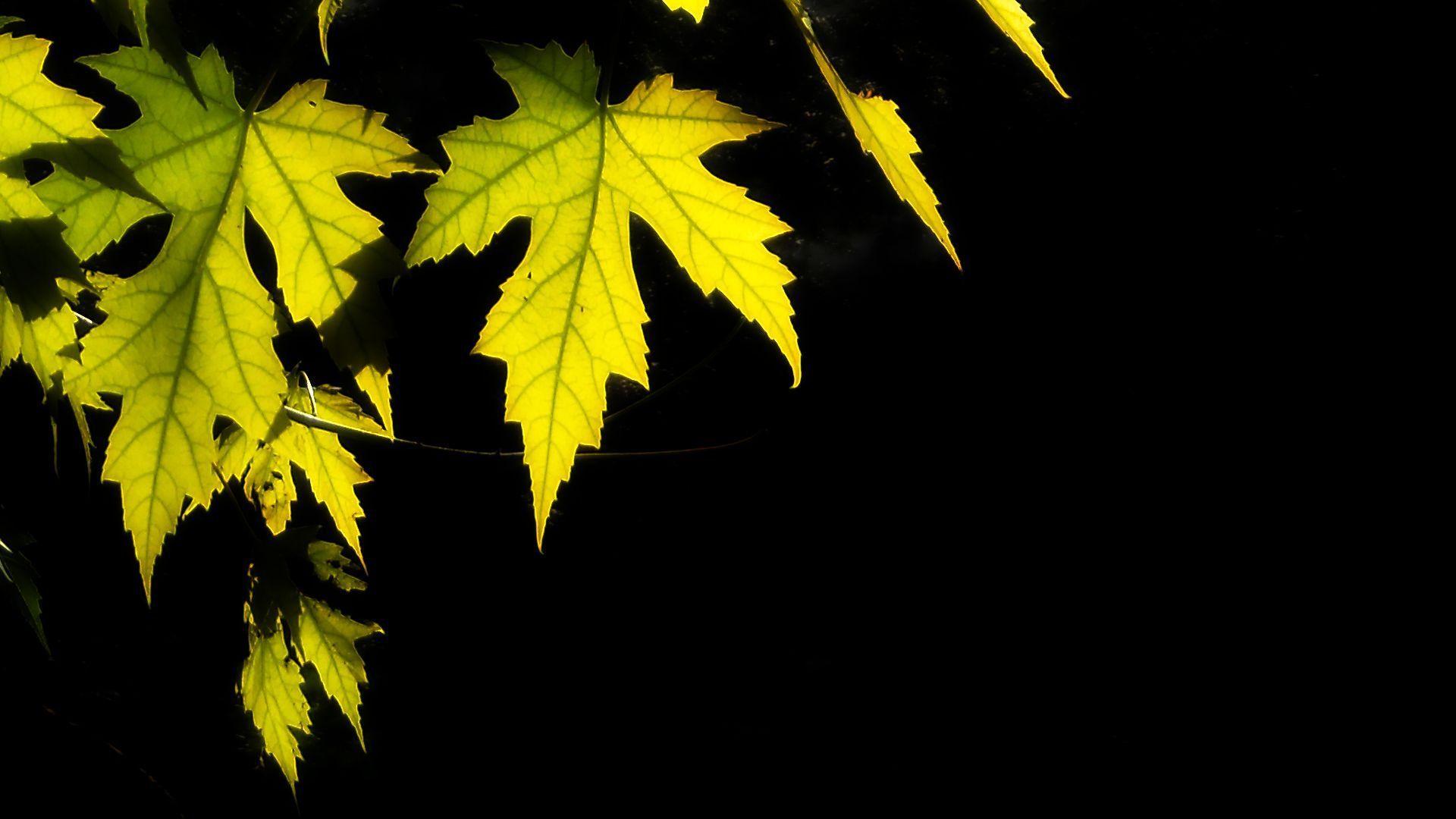 Leaves Wallpaper 13116 1920x1080 px