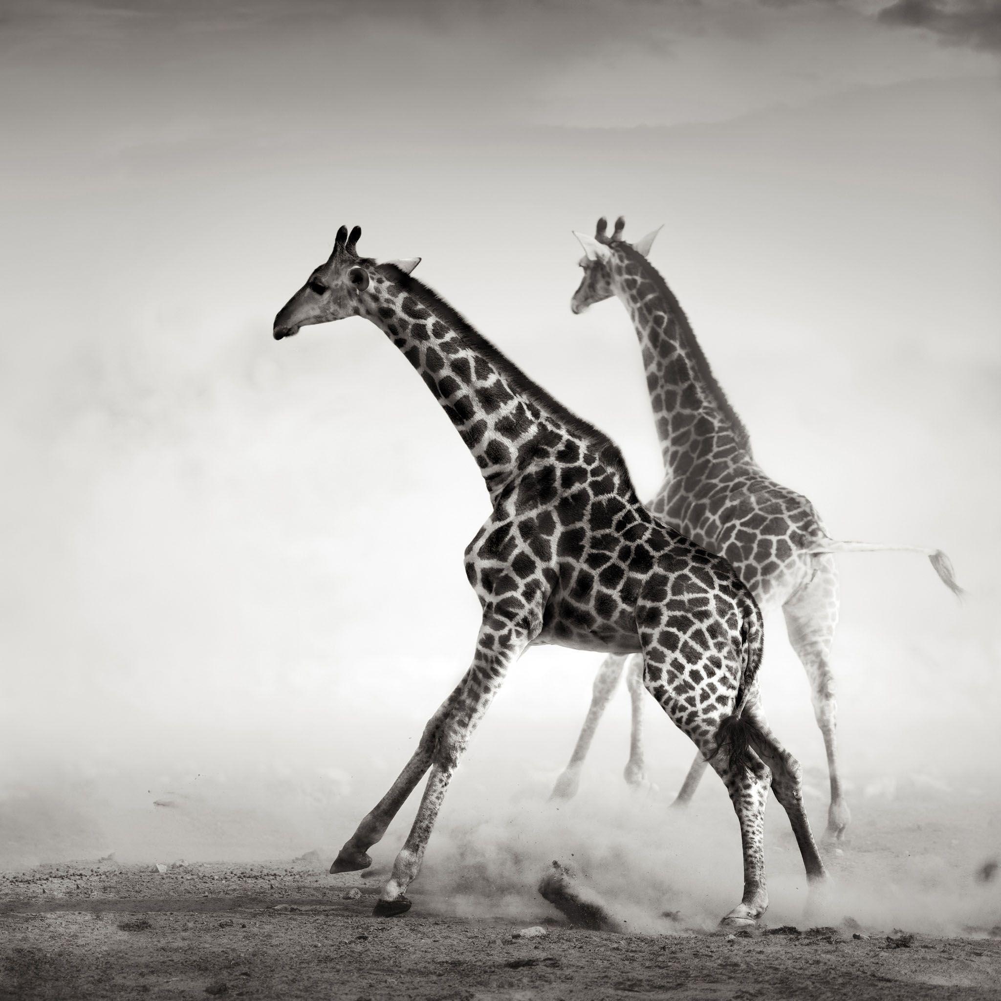 Giraffe Wallpaper Black And White Wallpaper 7155