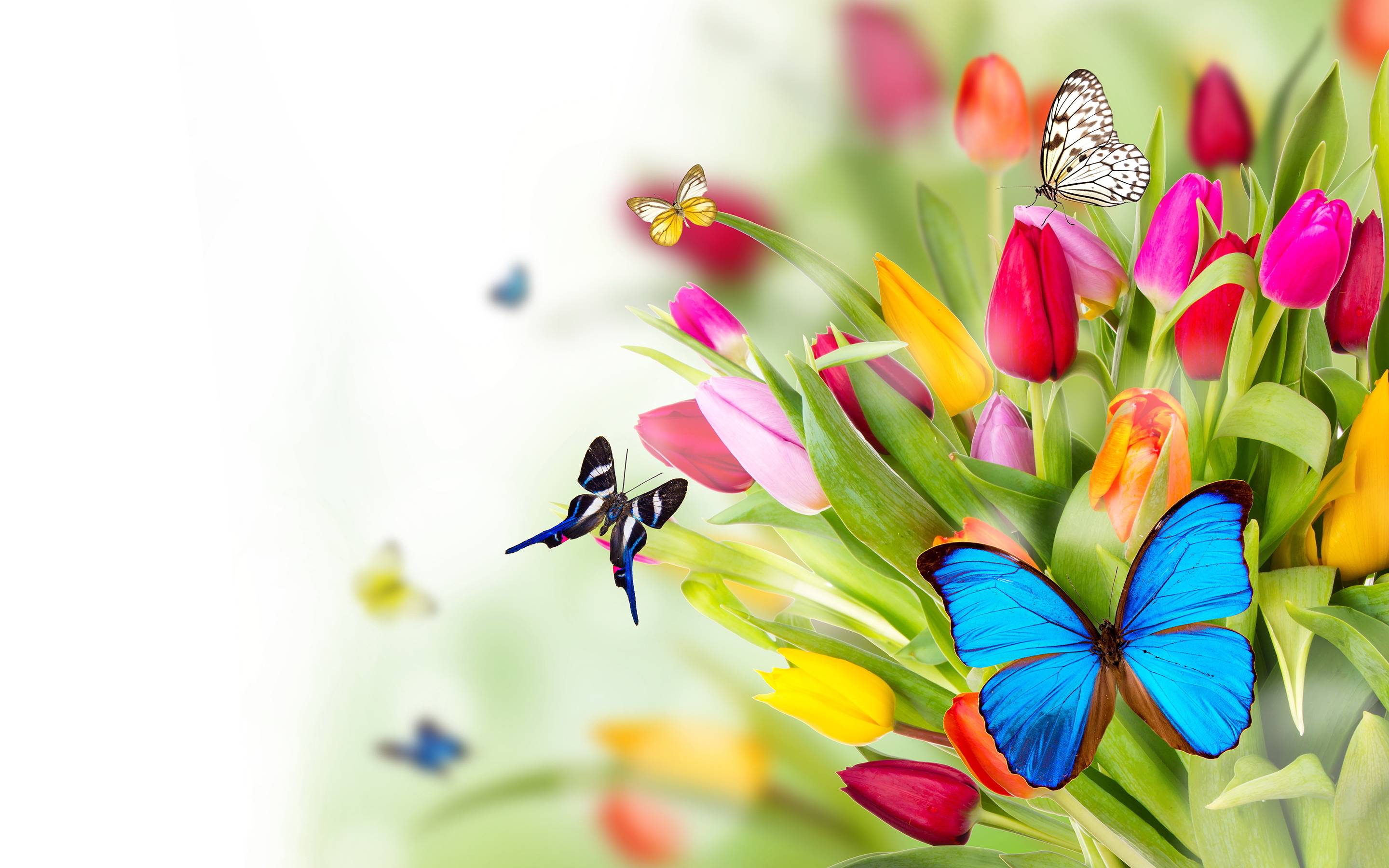 Flowers butterflies Wallpaper