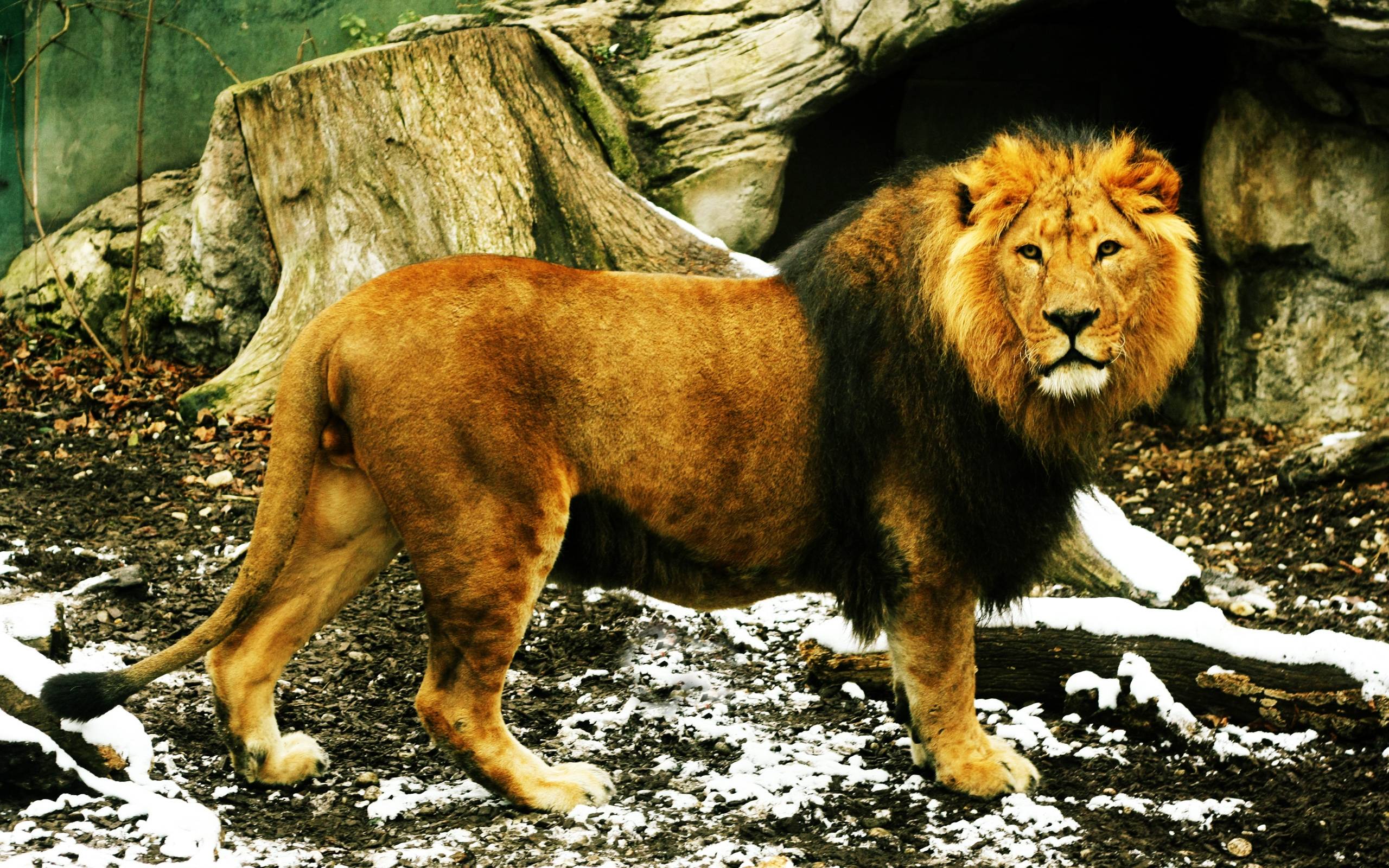 Male Lion, Winter desktop wallpaper