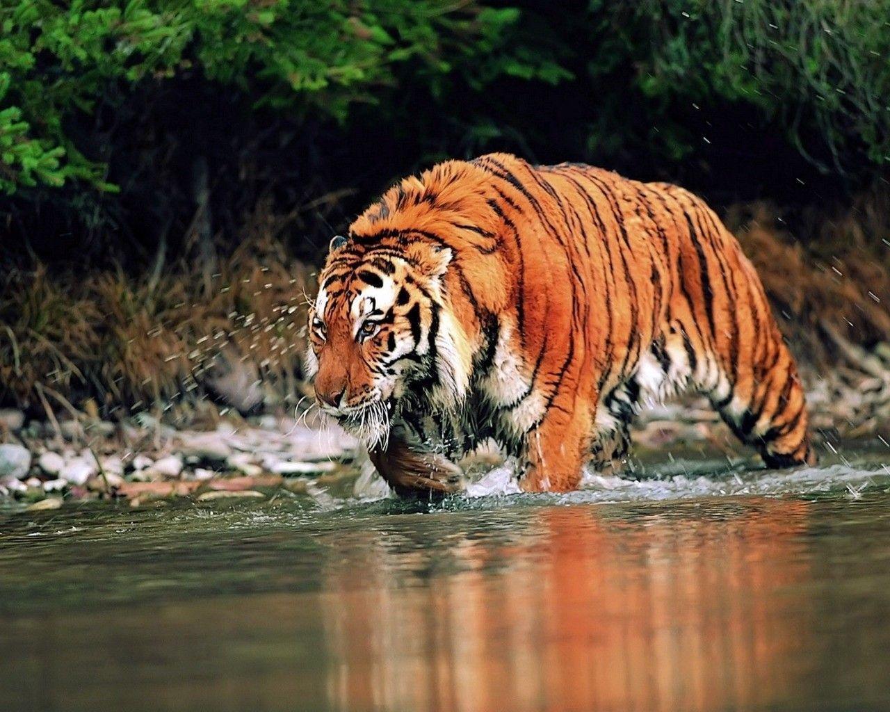 Download Wild Animal Wallpapers Hd Cool 7 HD Wallpapers Full Size
