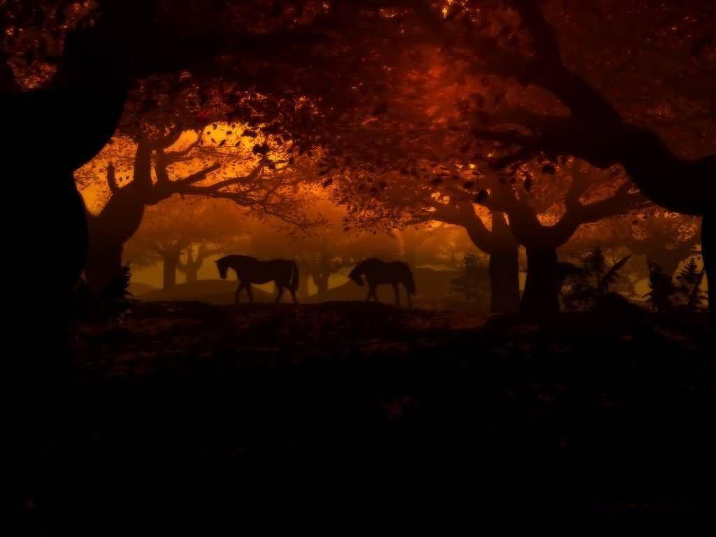 Evening forrest wallpaper from Other wallpaper