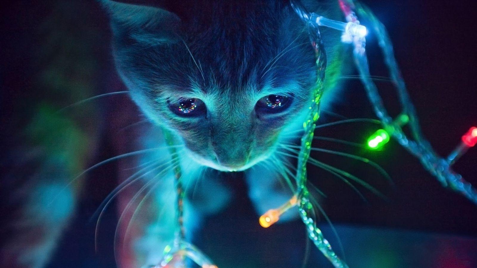 Neon Christmas Kitten background in 1600x900 resolution. HD
