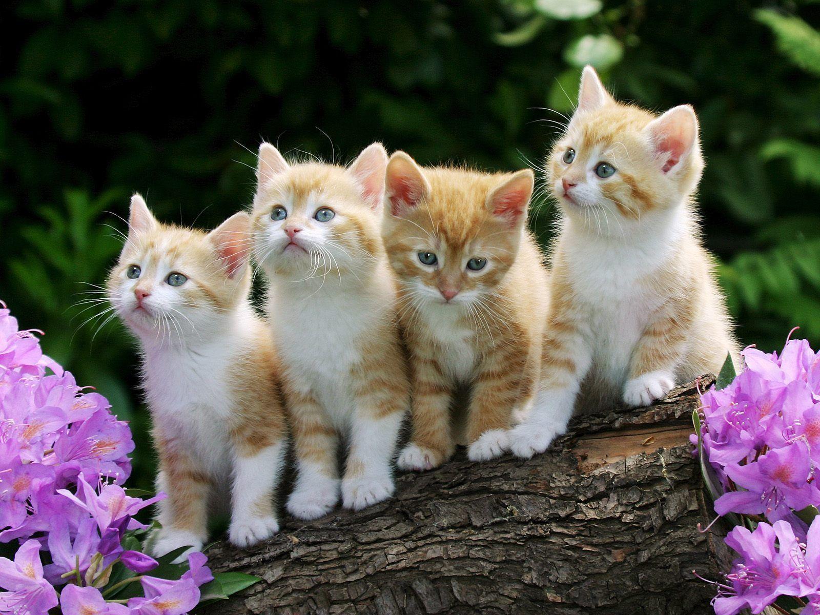 Photo The difference between Male and Female Cats in Padang