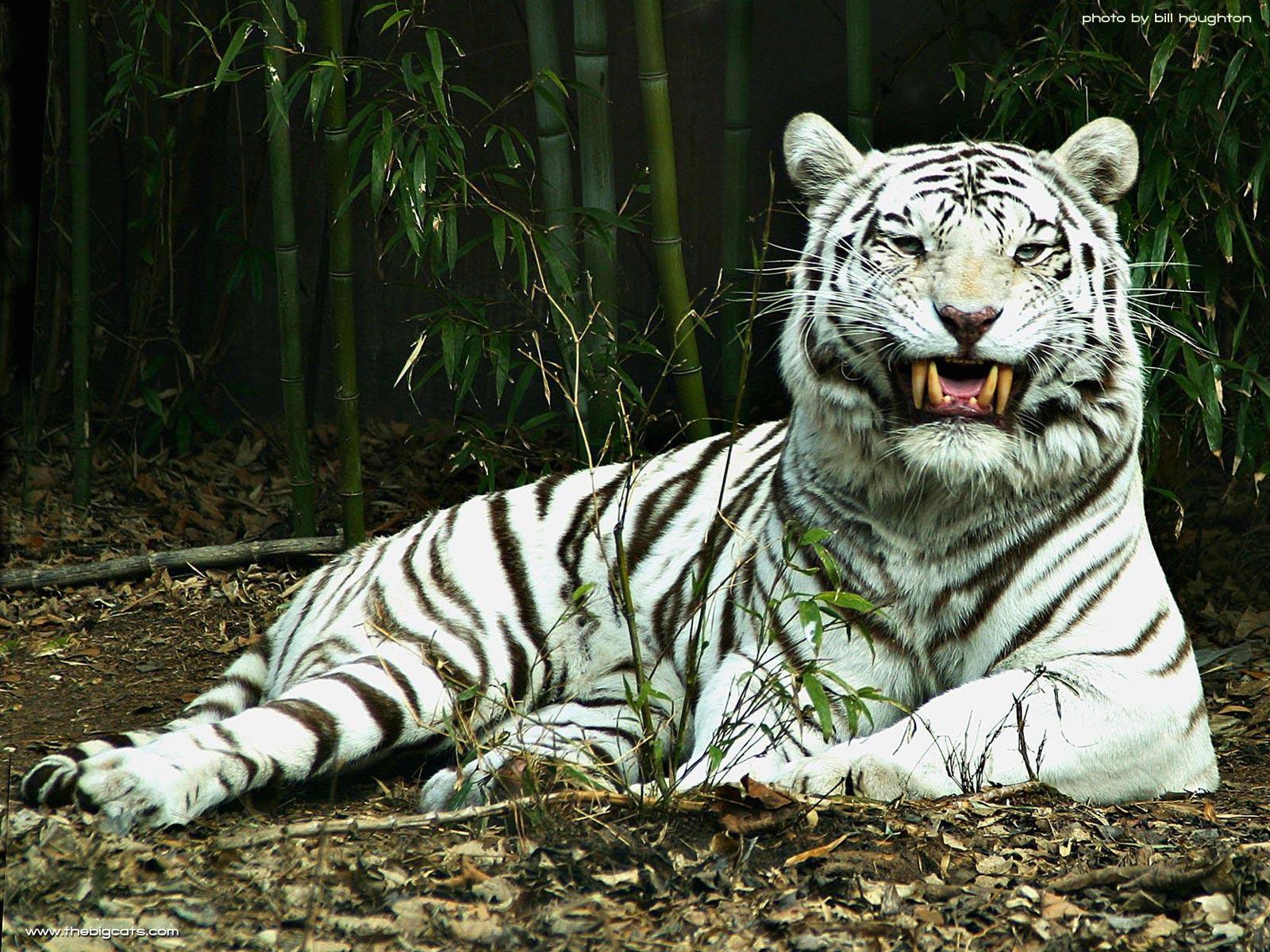 Beautiful white tiger wallpaper