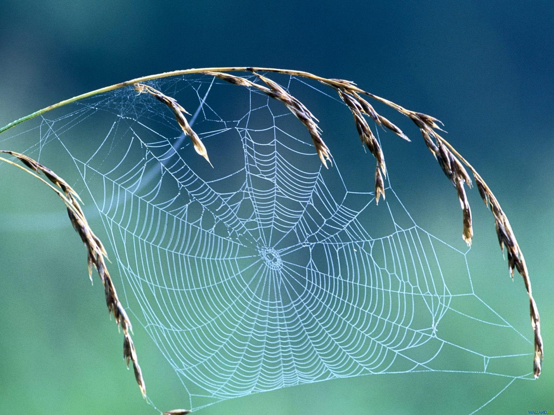 HD Spider Web Wallpaper