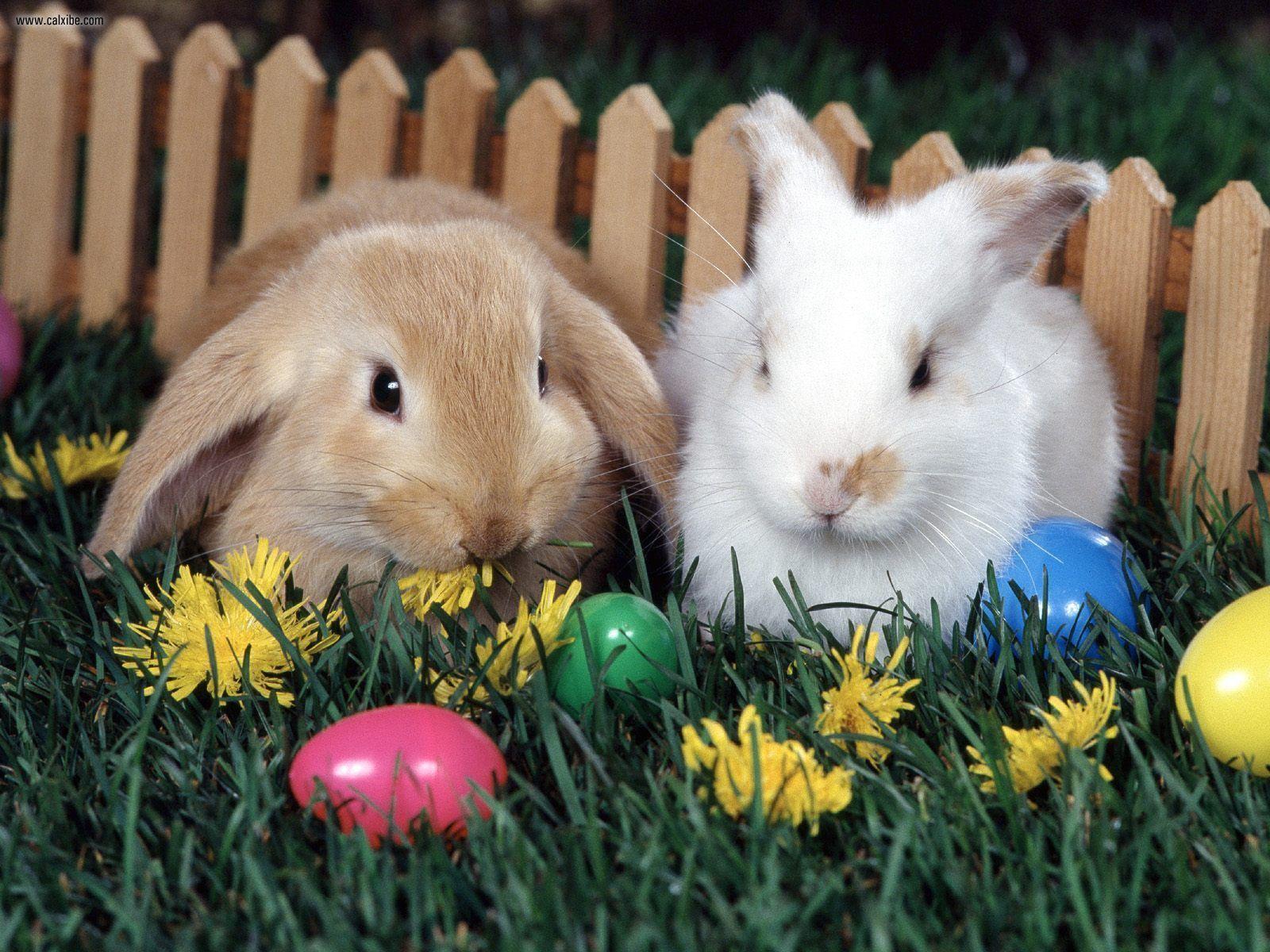 Easter Bunny Eggs Wallpaper