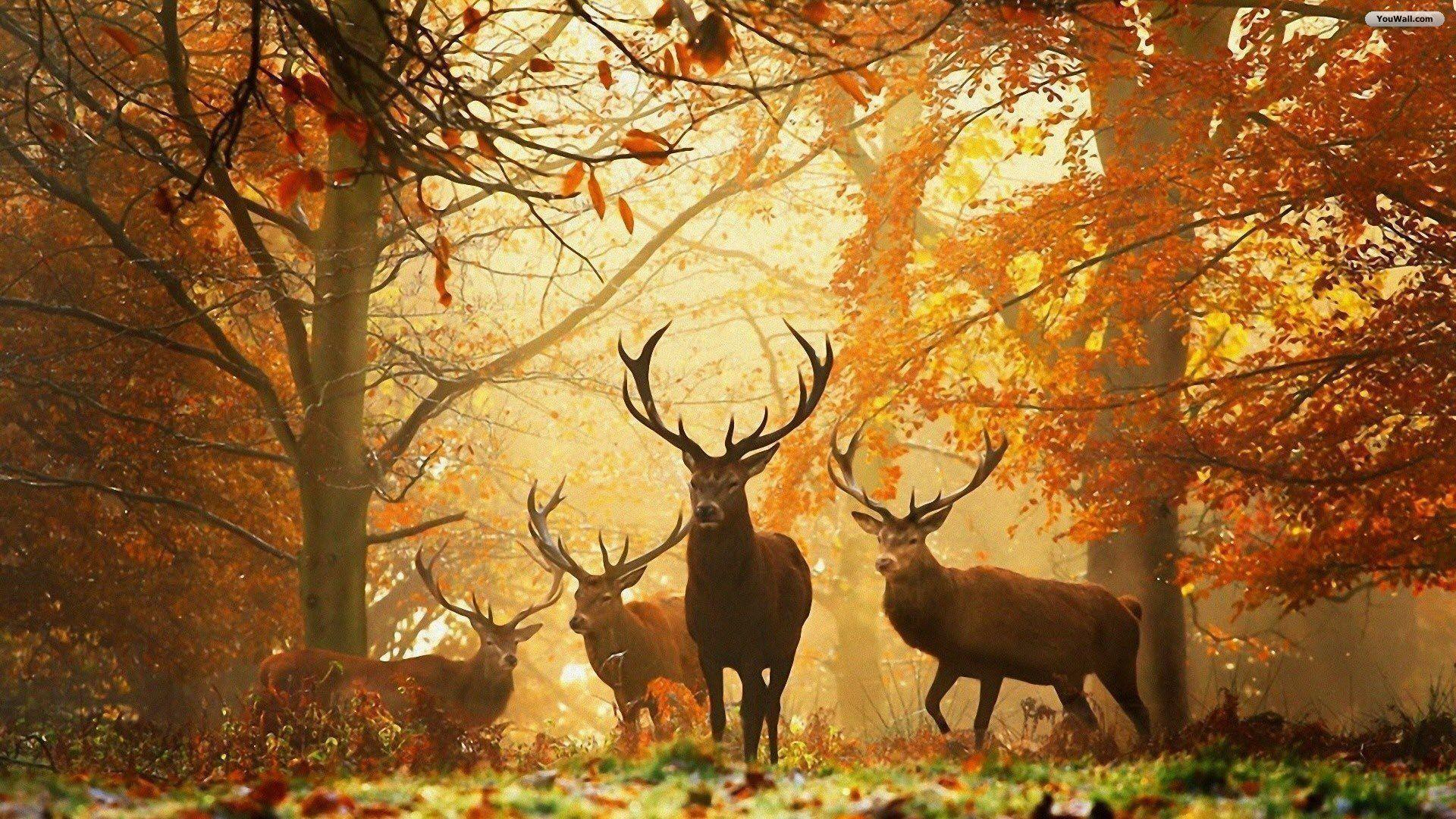 Autumn Forest HD Wallpaper Wallpaper. High Definition