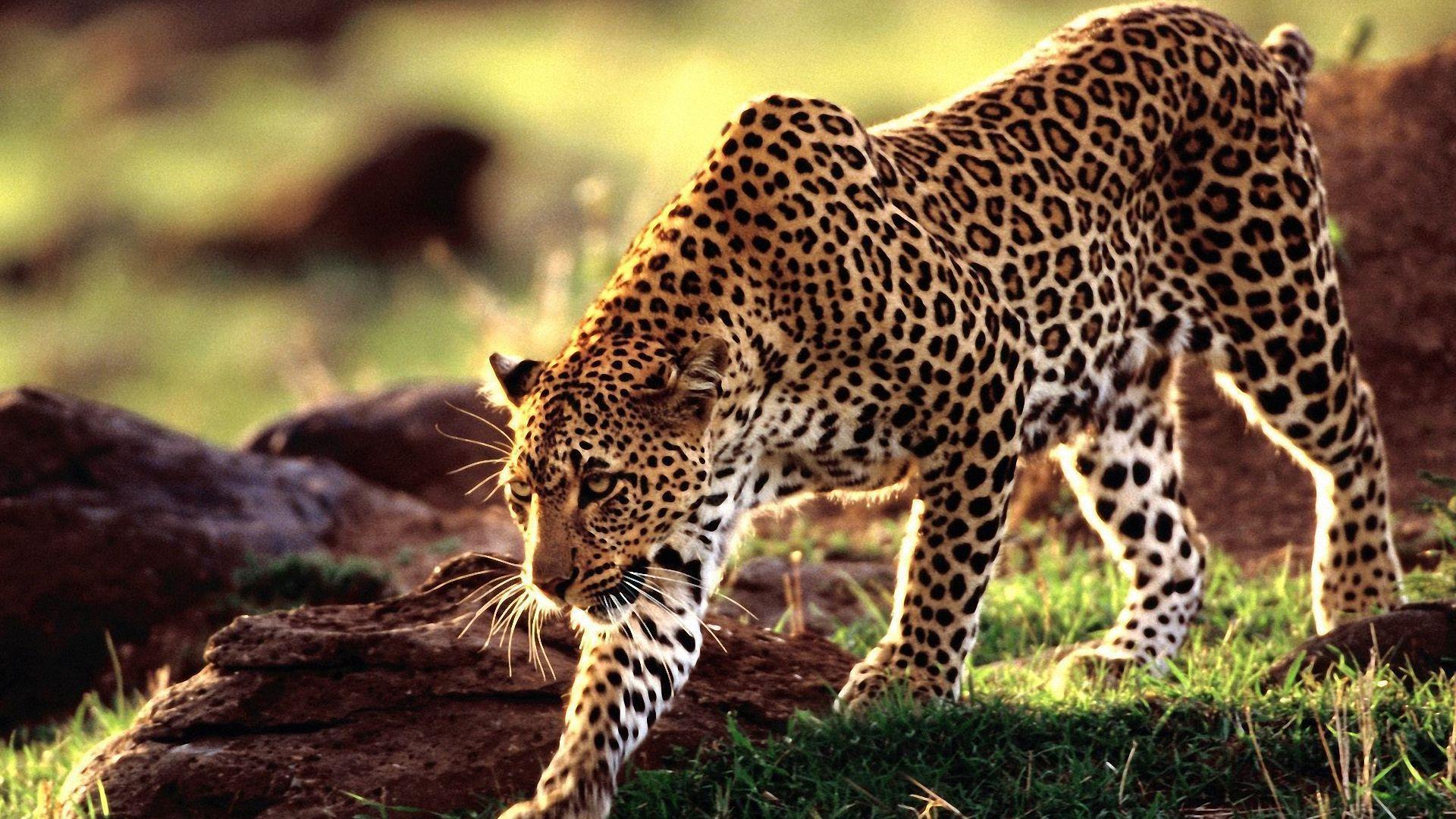 Leopard Wallpaper and Background