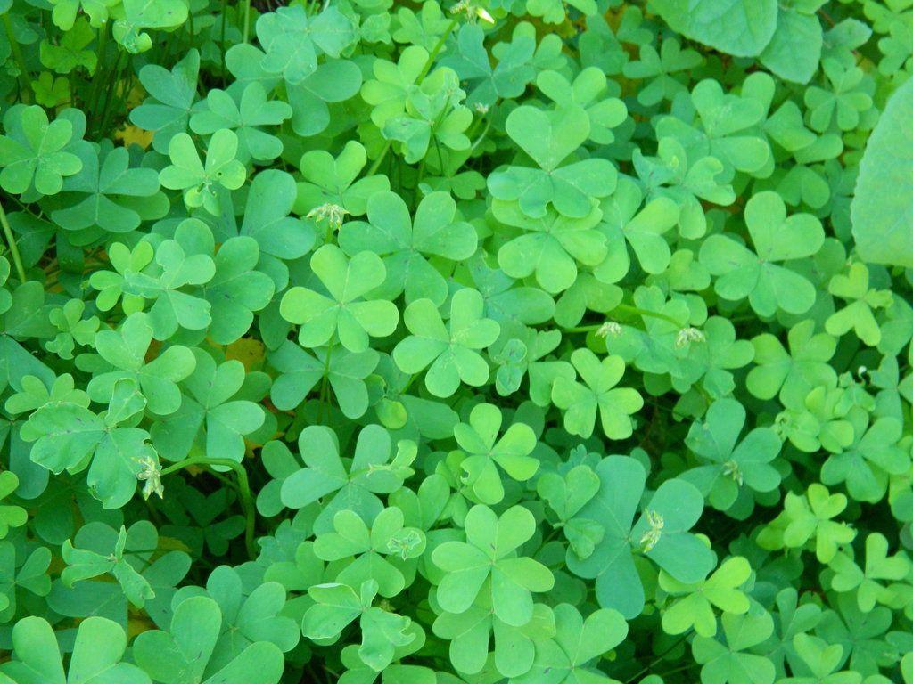 Wallpapers For > Four Leaf Clover Wallpapers