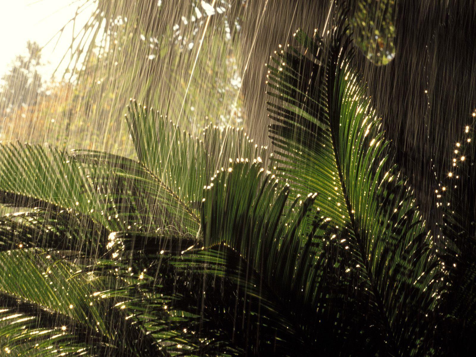 Nature Image Rain Wallpaper. ForestHDWallpaper