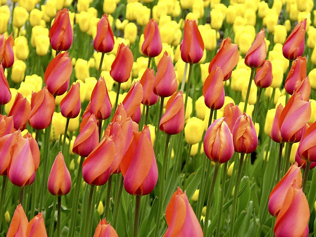 Tulip Flower Yellow Wallpaper