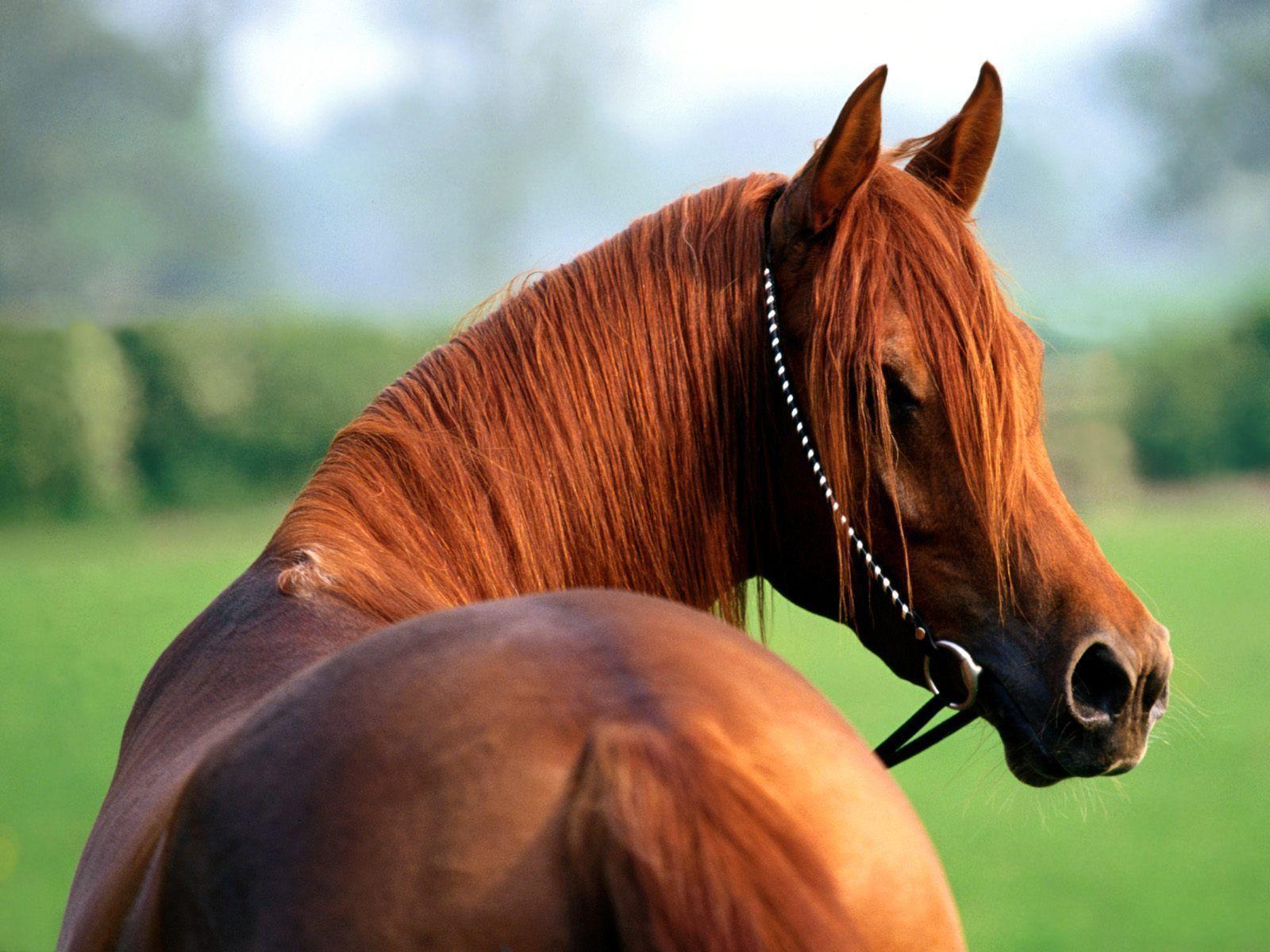Beautiful Horse Image 1734 HD Desktop Wallpaper