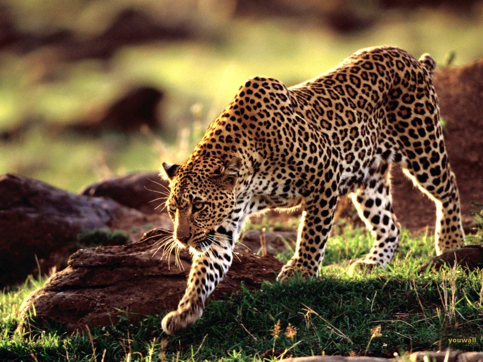 Beautiful Cheetah Desktop Wallpaper Image