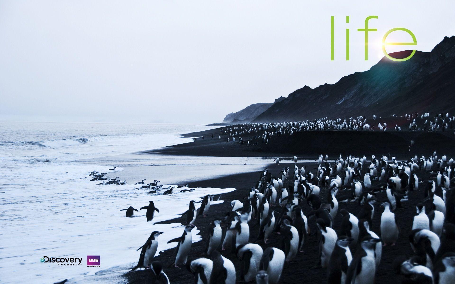 Discovery Channel LIFE Theme And Wallpaper For Windows 7