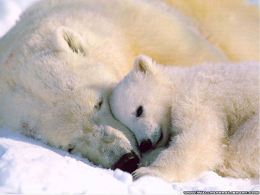 polar bear and baby wallpaper