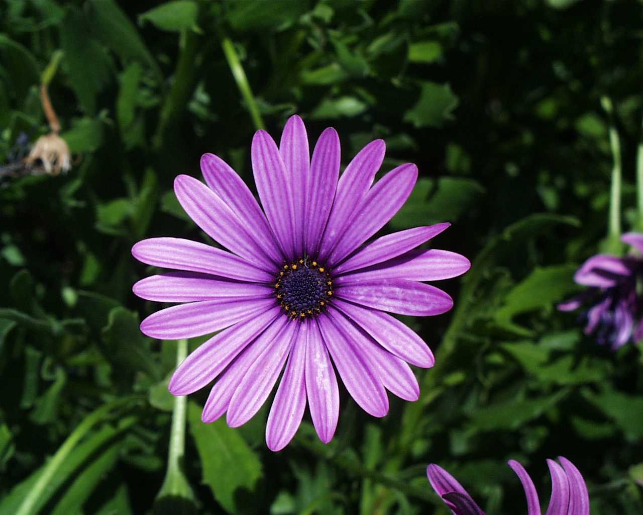 Daisy Flowers. HD Wallpaper Image