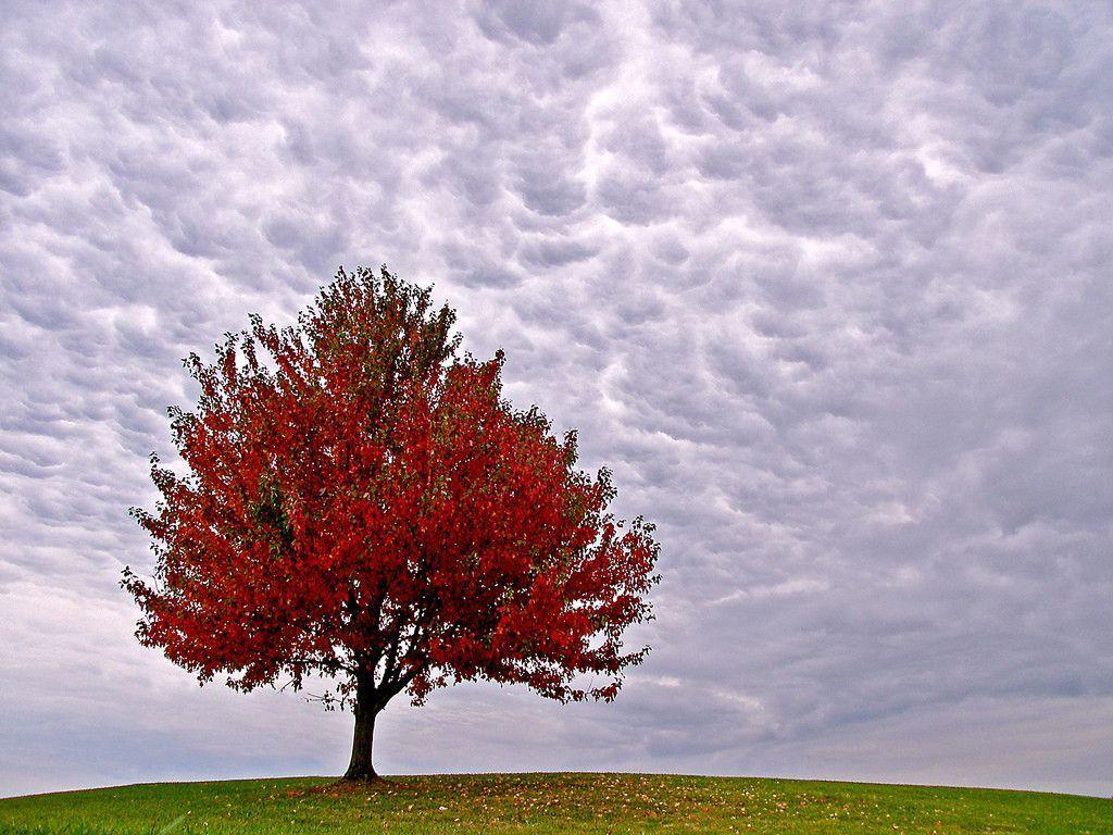 autumn tree wallpaper