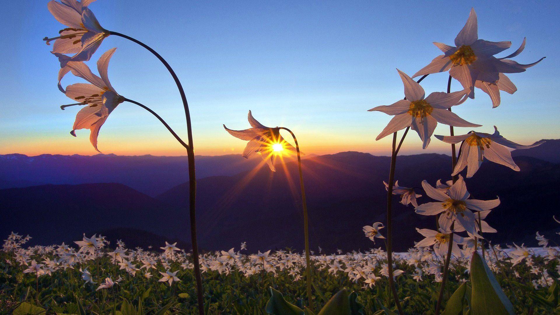 Beautiful Sunset Wallpaper: Beautiful Sunset Flowers HD