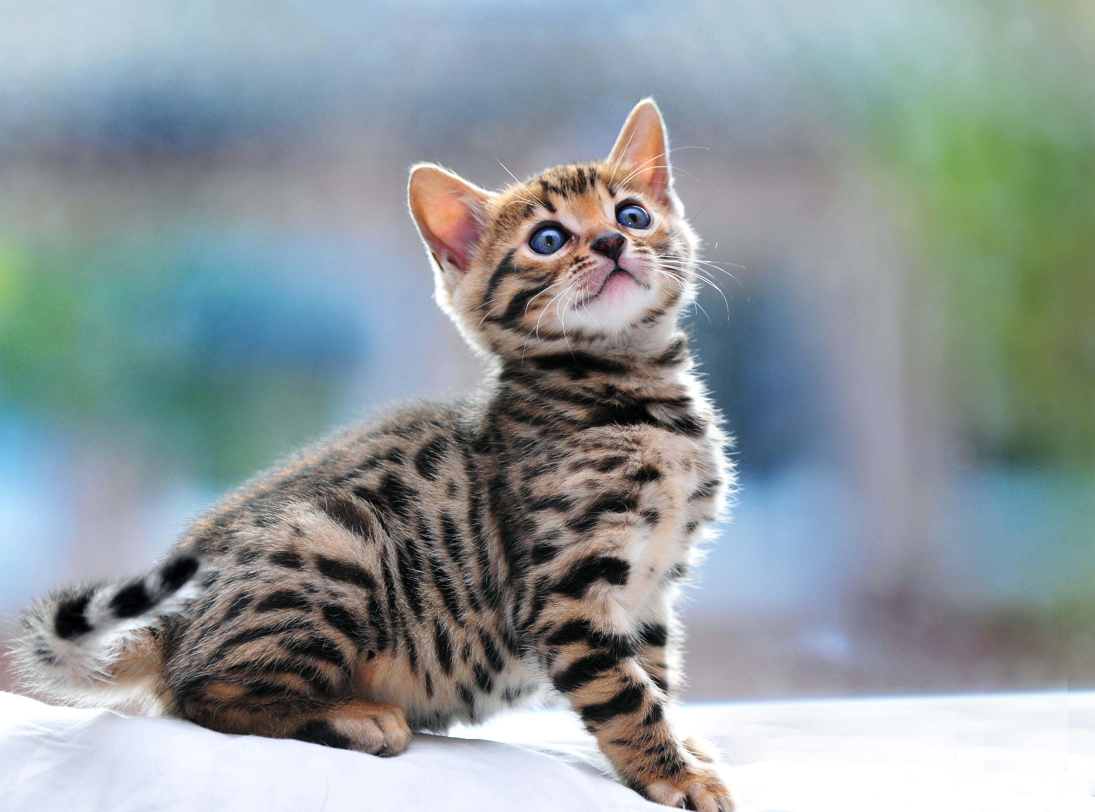 Small beautiful Bengal cat saw something wallpaper and image