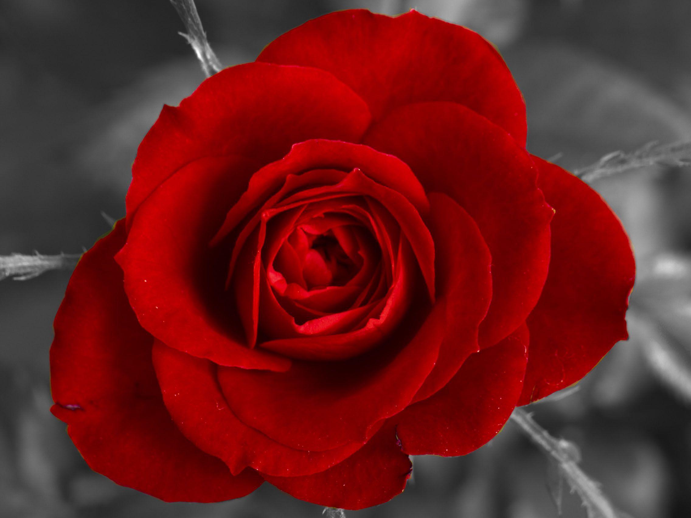 Single Red Rose Black And White Background