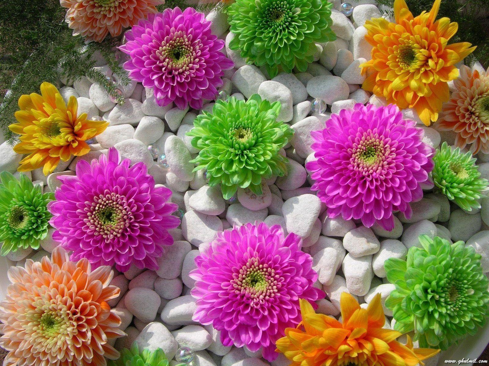 Lovely Wallpaper and Picture of Flowers