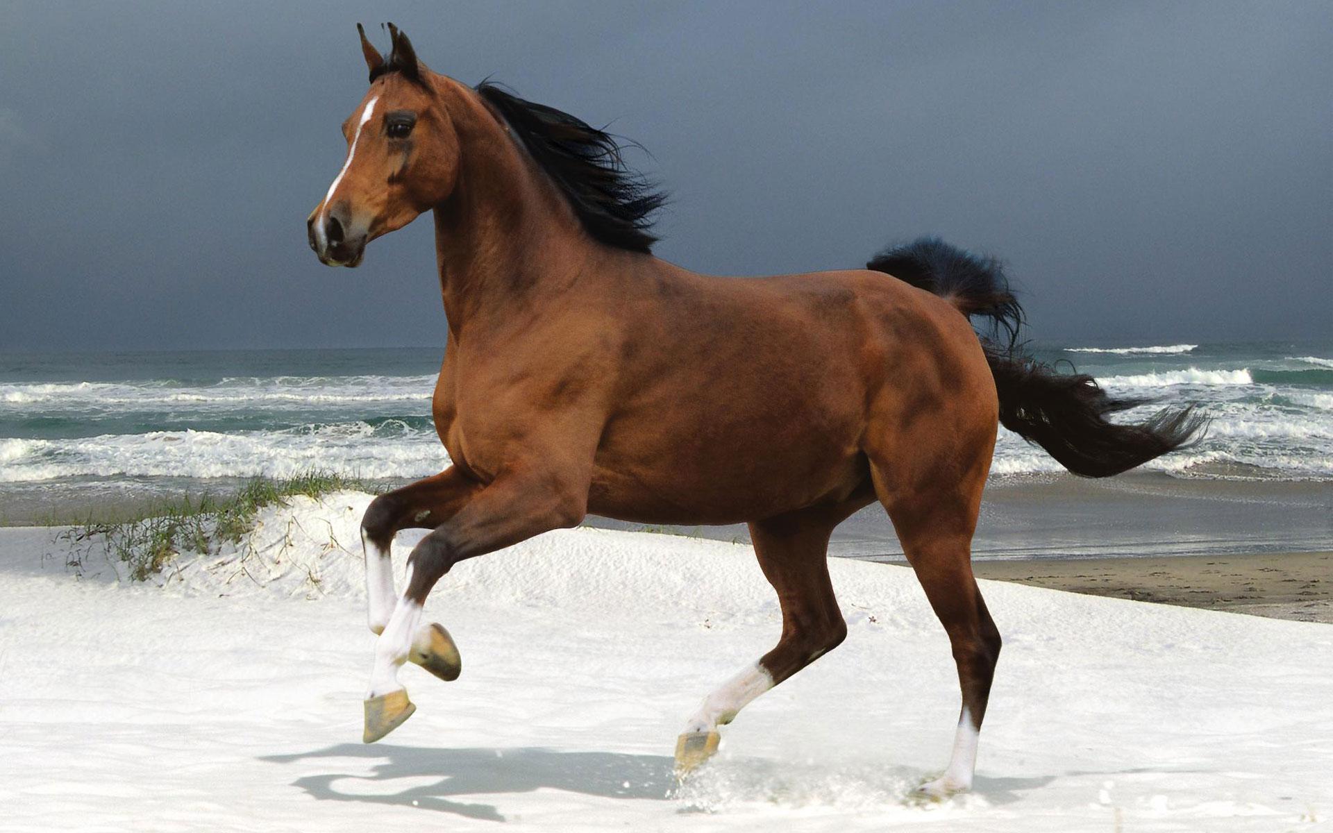 Download Free 1920x1200 Norwegian Beach Horse Desktop Wallpaper