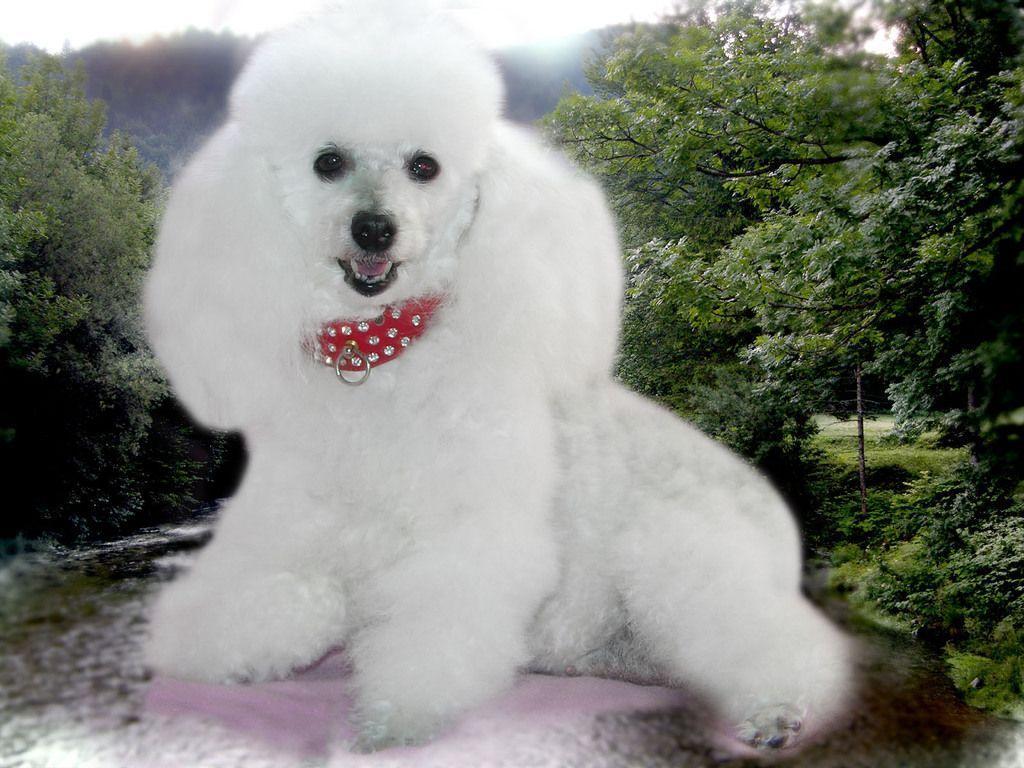 Beautifull White Poodle Dog High Definition Na Wallpaper