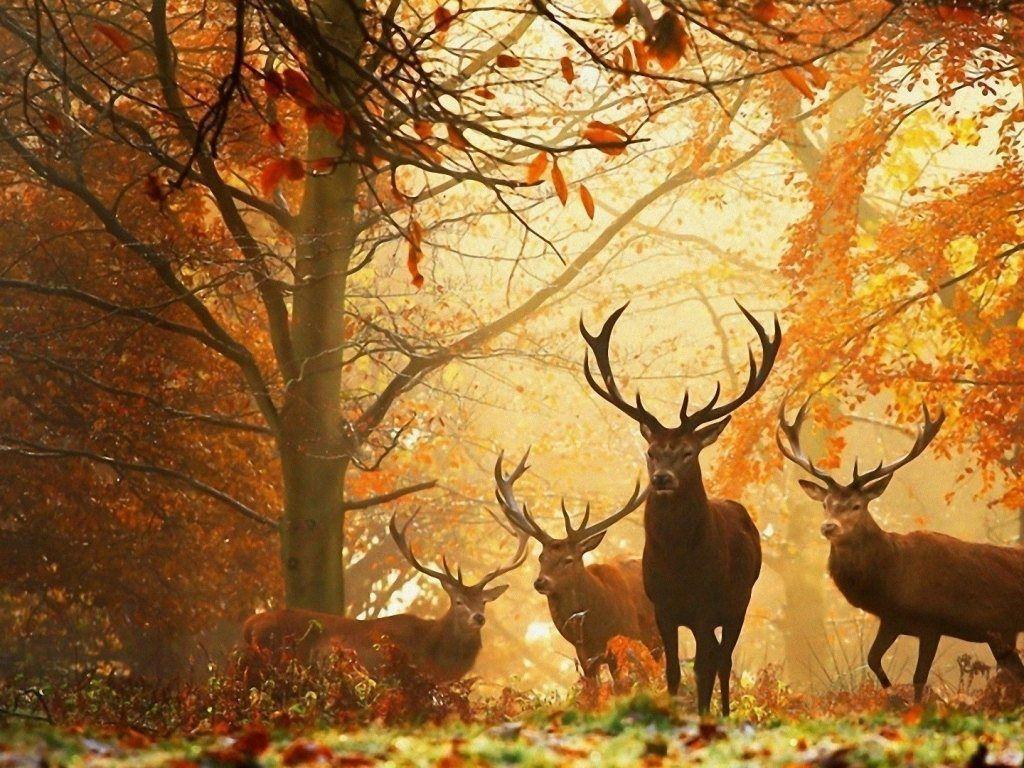 Fall Seasons Wallpaper