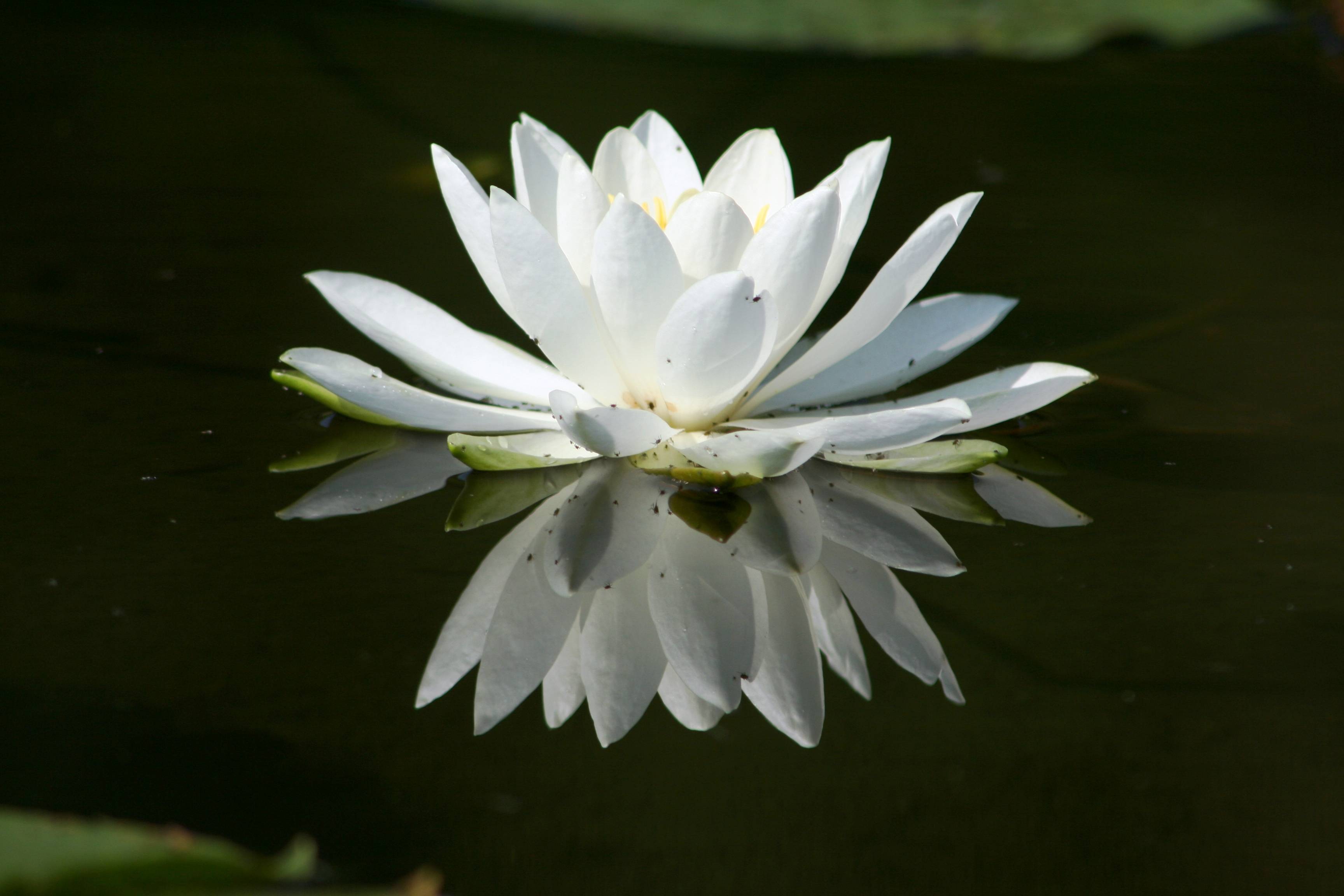 image For > How To Draw A Lily Pad Flower