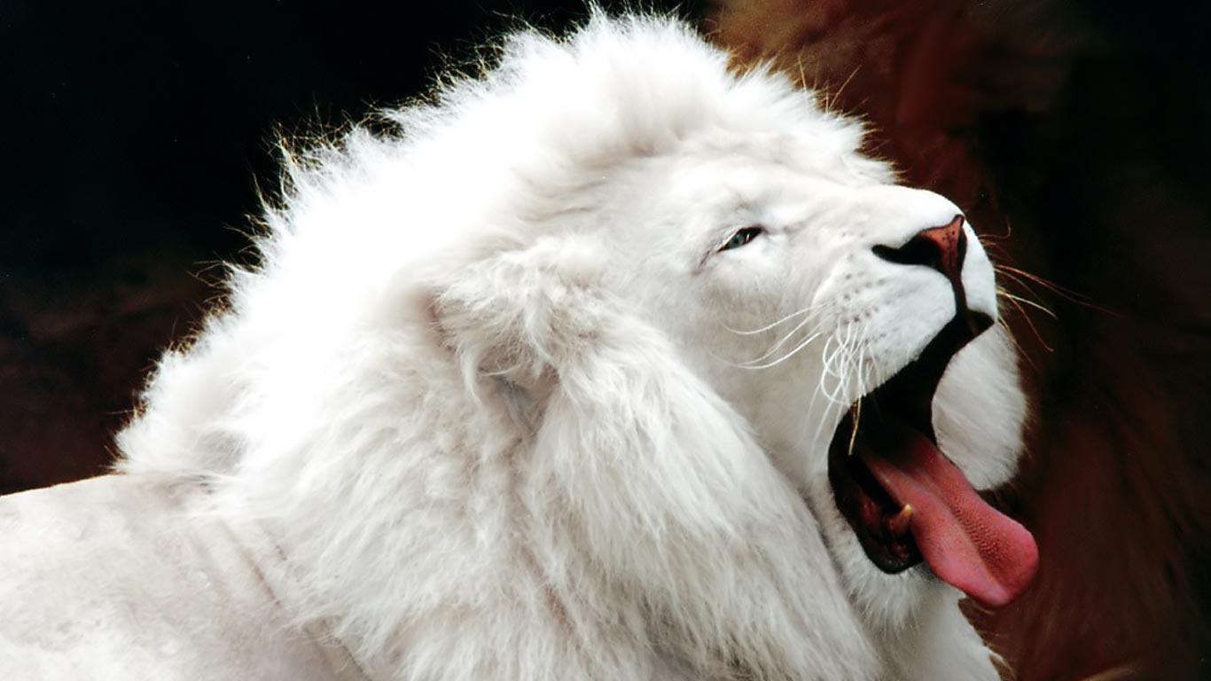 Hd Wallpaper For LapX768 Widescreen 2 HD Wallpaper