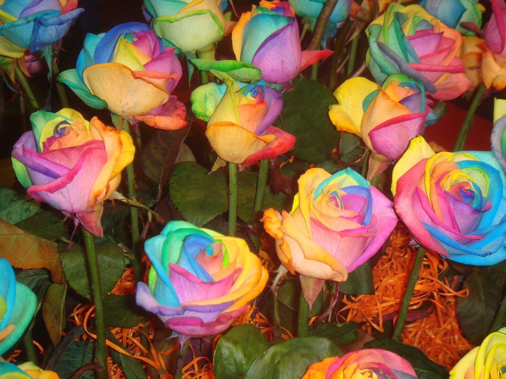 Wallpaper For > Rainbow Flower Background