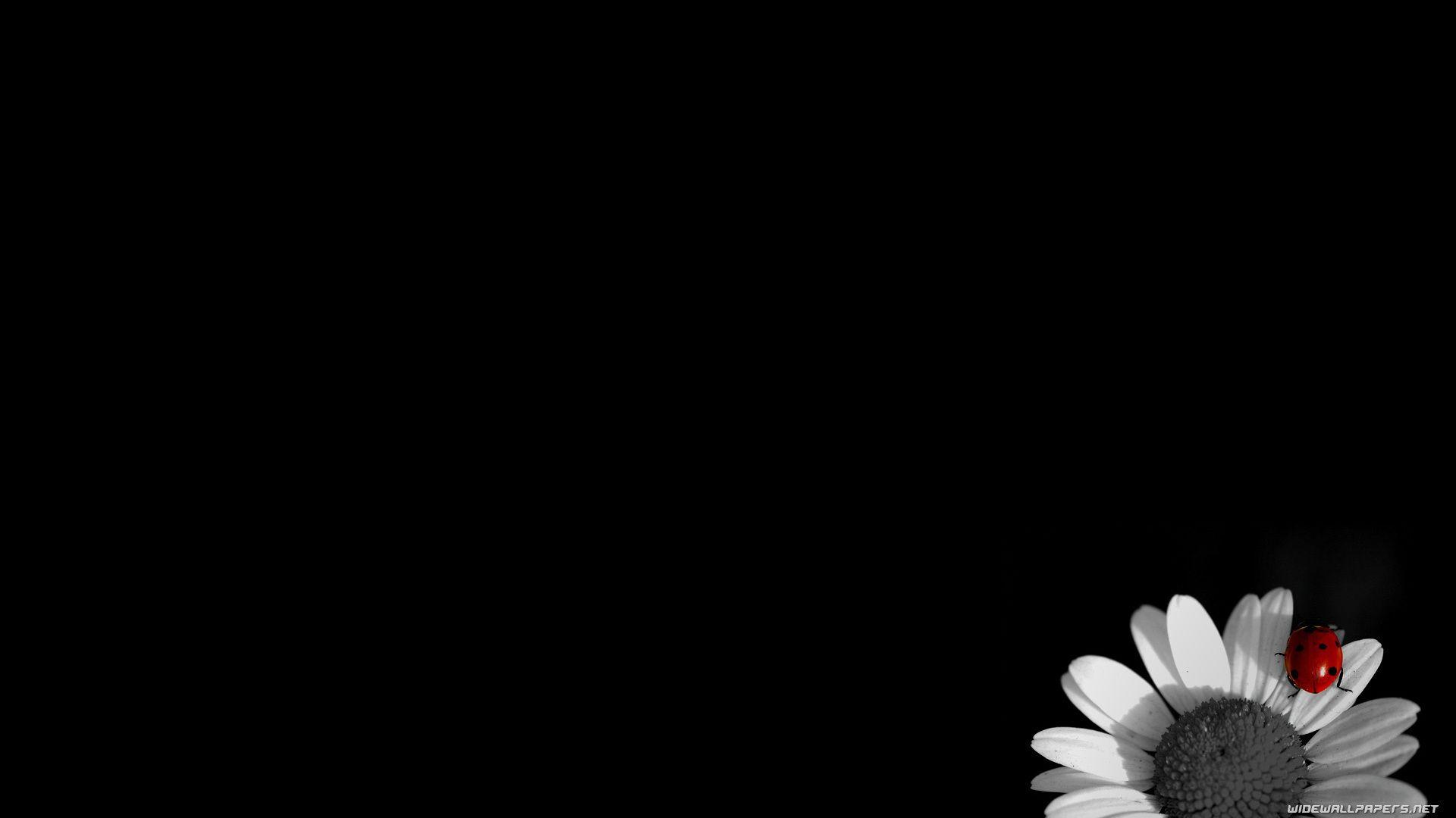 flower black background wallpaper HD
