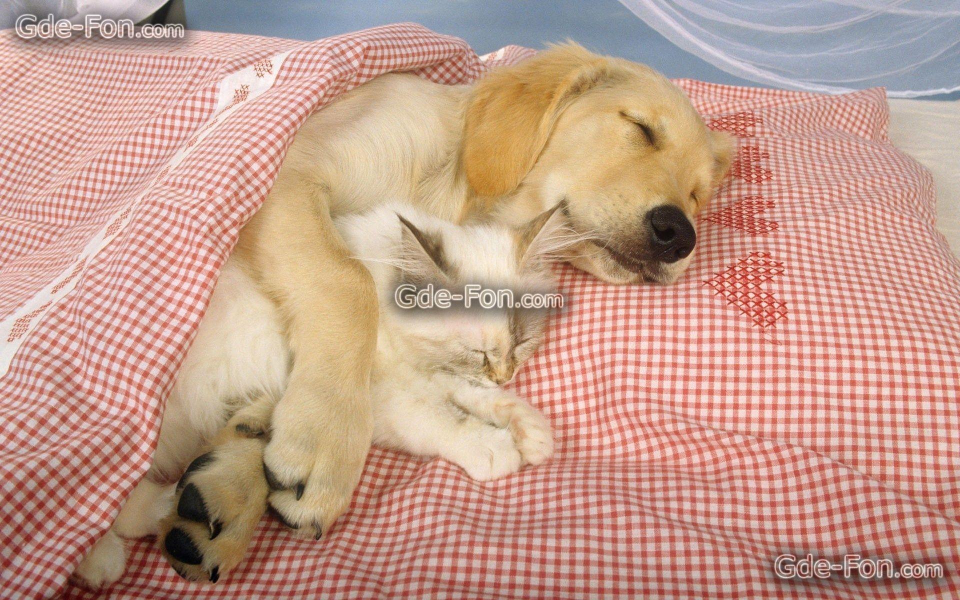 Download wallpaper dog, cat, friendship free desktop wallpaper