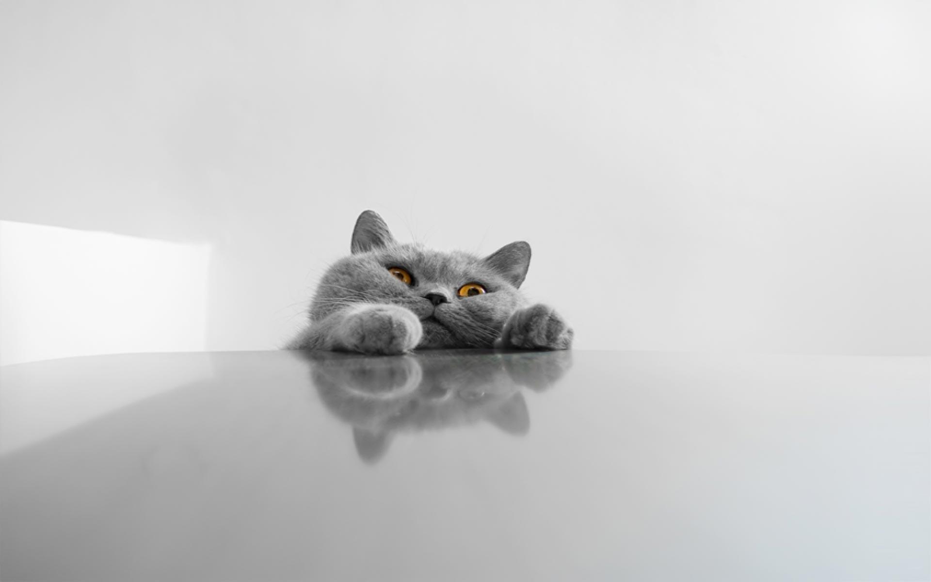 Funny Cat Wallpaper. Funny Cat Desktop Background