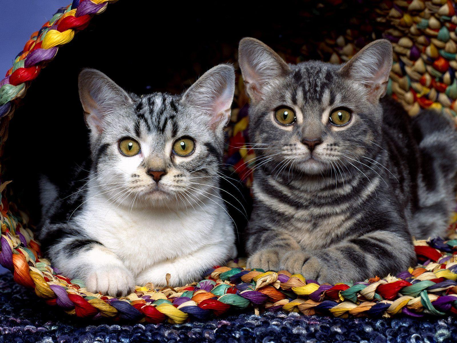 Bengal Cat Kittens