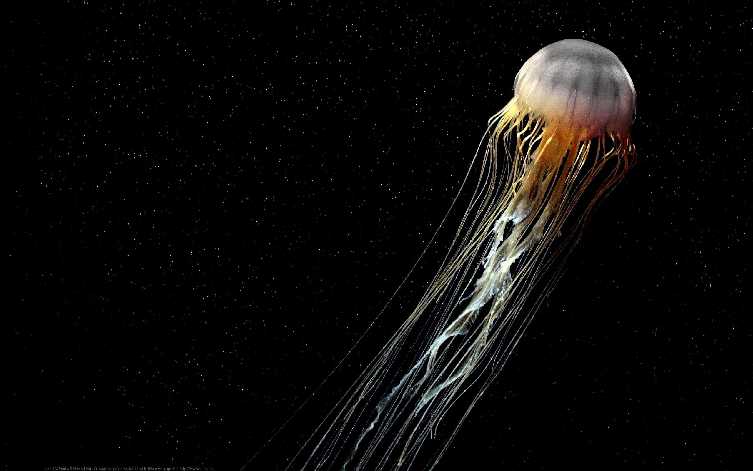 Jellyfish Computer Wallpaper, Desktop Background 2560x1600 Id
