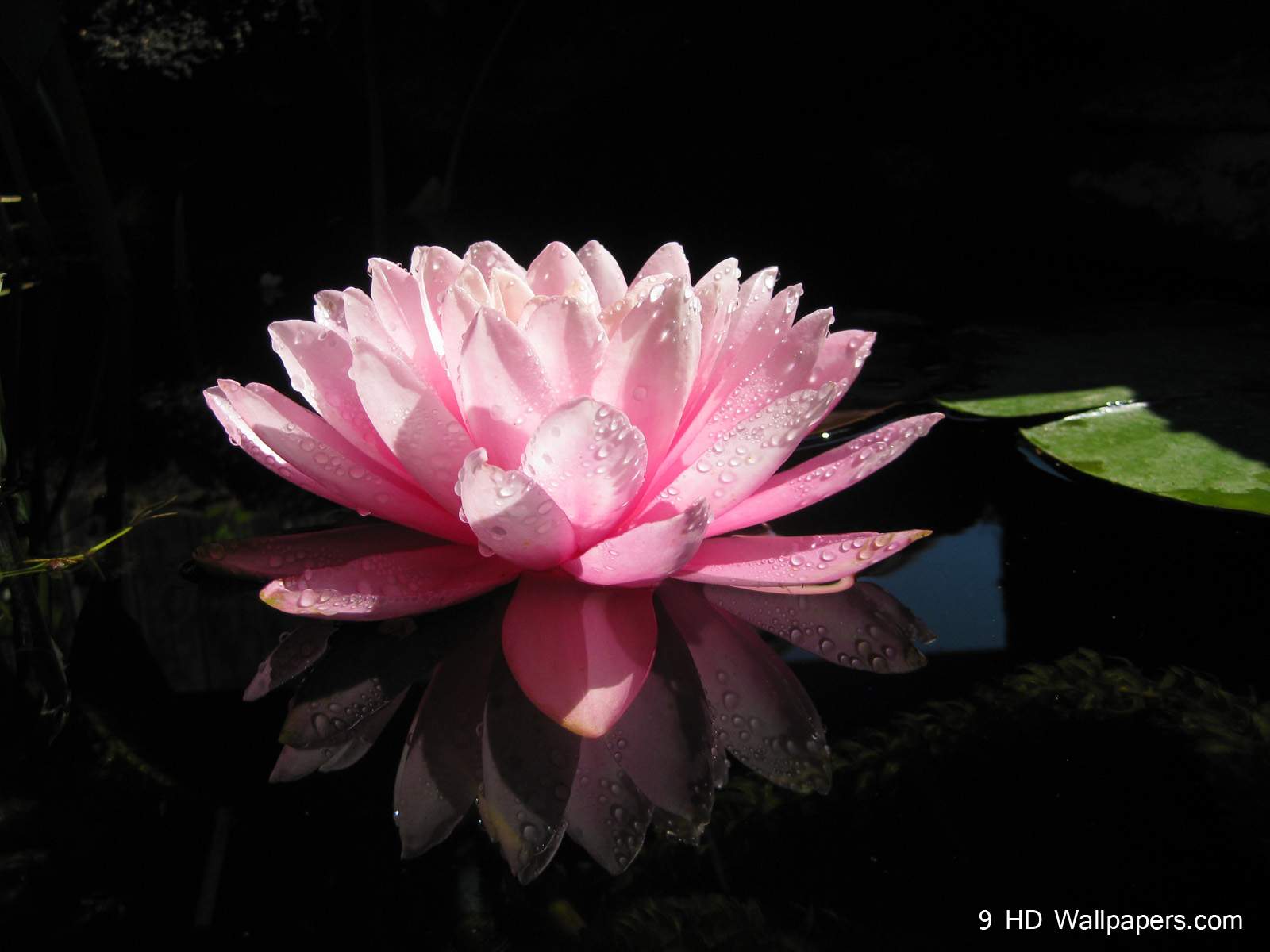 Lotus Flower HD Wallpaper, Flowers Image And Photo